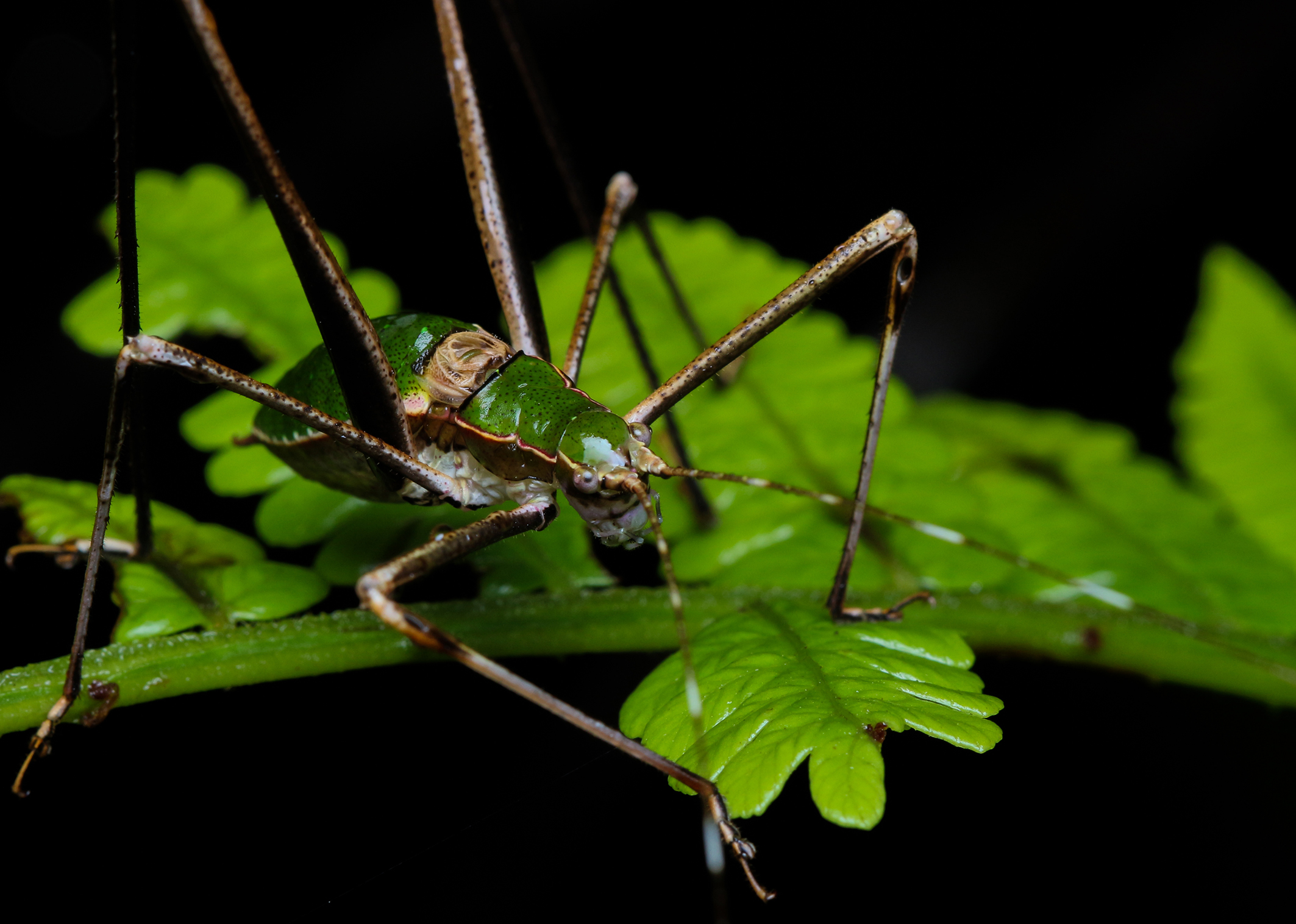 CollectionObject 1589491; 7d44f4b6-4844-4c6d-85ed-127cf0e7c432: male (holotype). (CollectionObject).