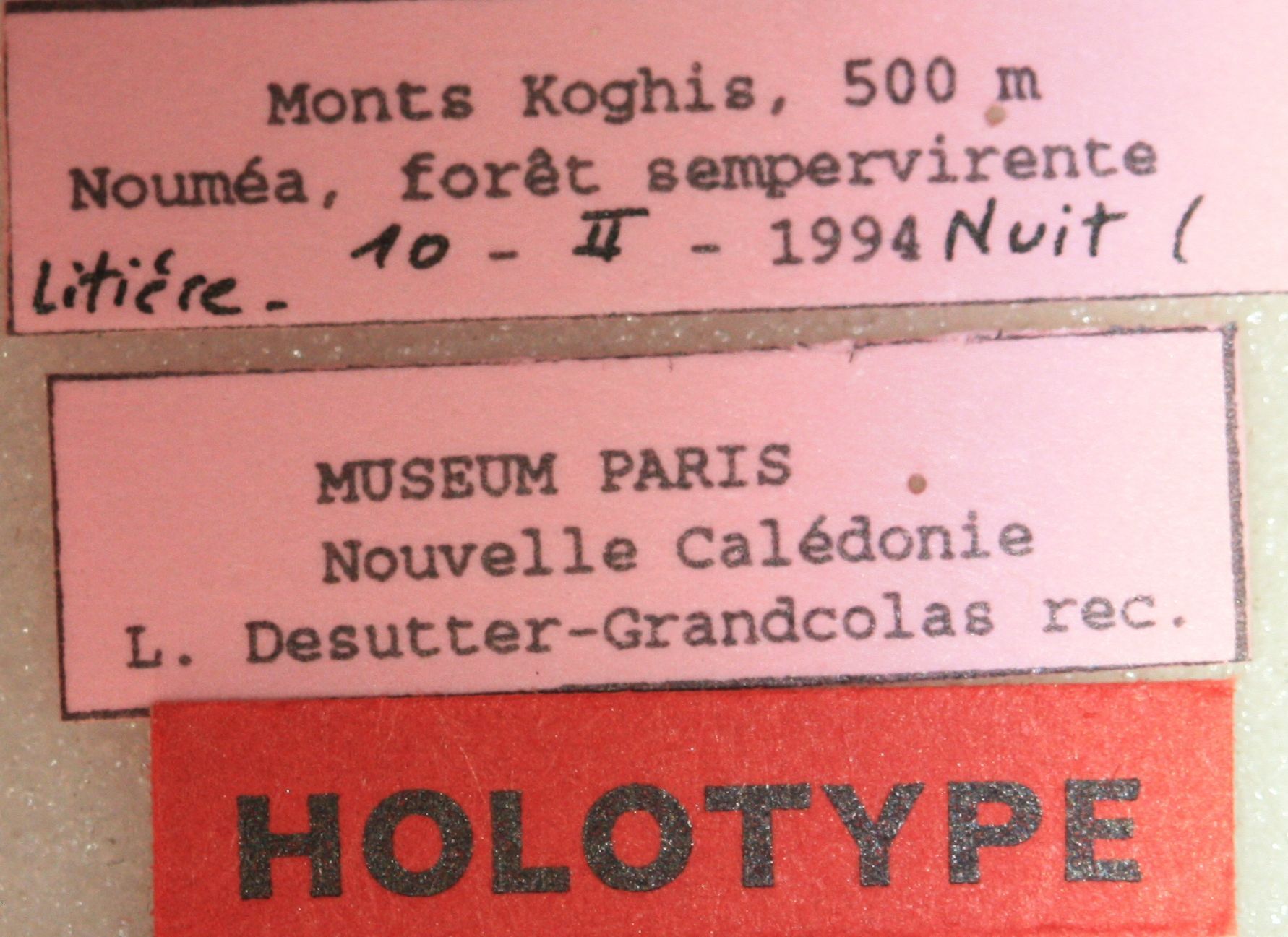 CollectionObject 1589499; 651f12bc-2123-4709-a04e-90765fbf35b2, MNHN-EO-CAELIF11362: labels (holotype). (CollectionObject).