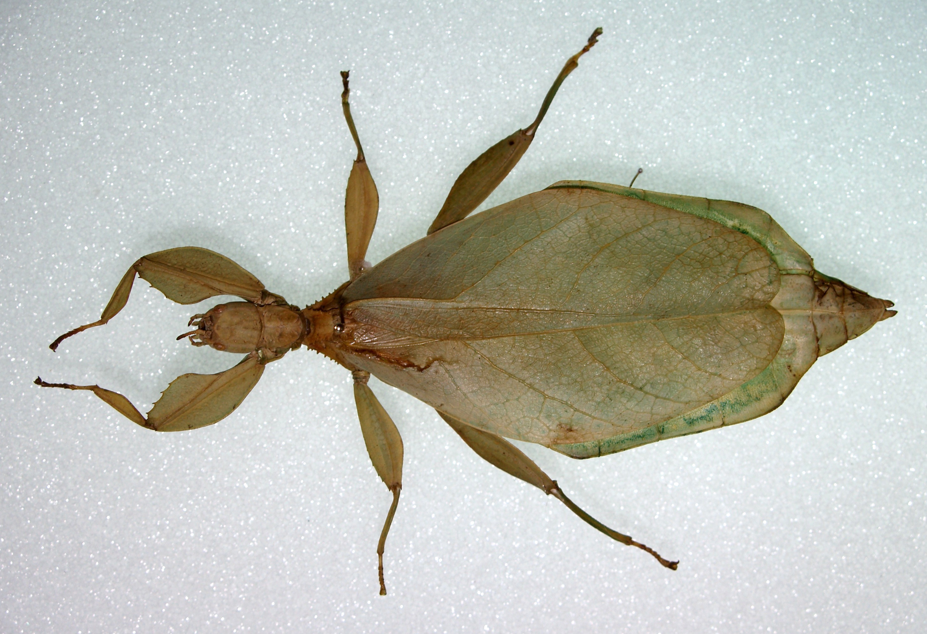 Walaphyllium Cumming, Thurman, Youngdale & Le Tirant, 2020: copyright DEI, Eberswalde. female of Phyllium (Walaphyllium) zomproi [type species]. (Otu).