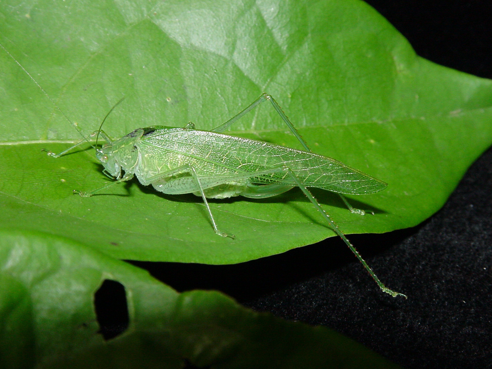 Anaulacomera (Anaulacomera) Stål, 1873: 17.03.2001. unidentified female (Barro Colorado Island). (Otu).