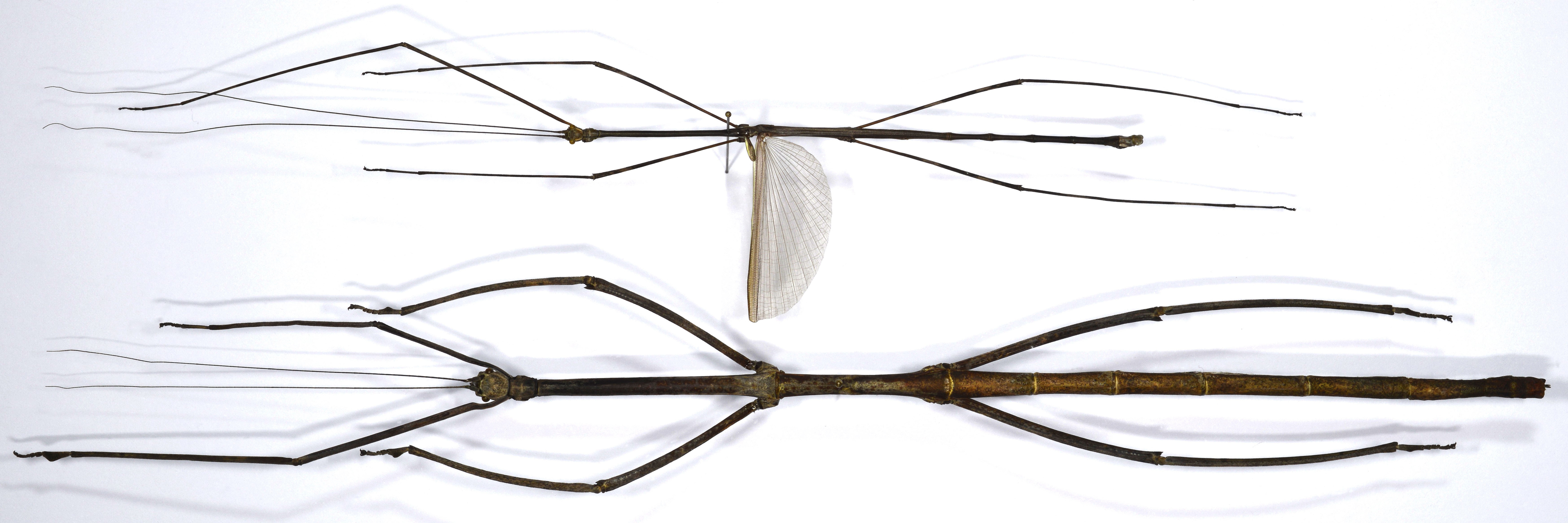 CollectionObject 1590026; b3f258cf-c573-4560-affb-f30068917691: copyright MNHN, Paris. female (holotype) and male (paratype). (CollectionObject).