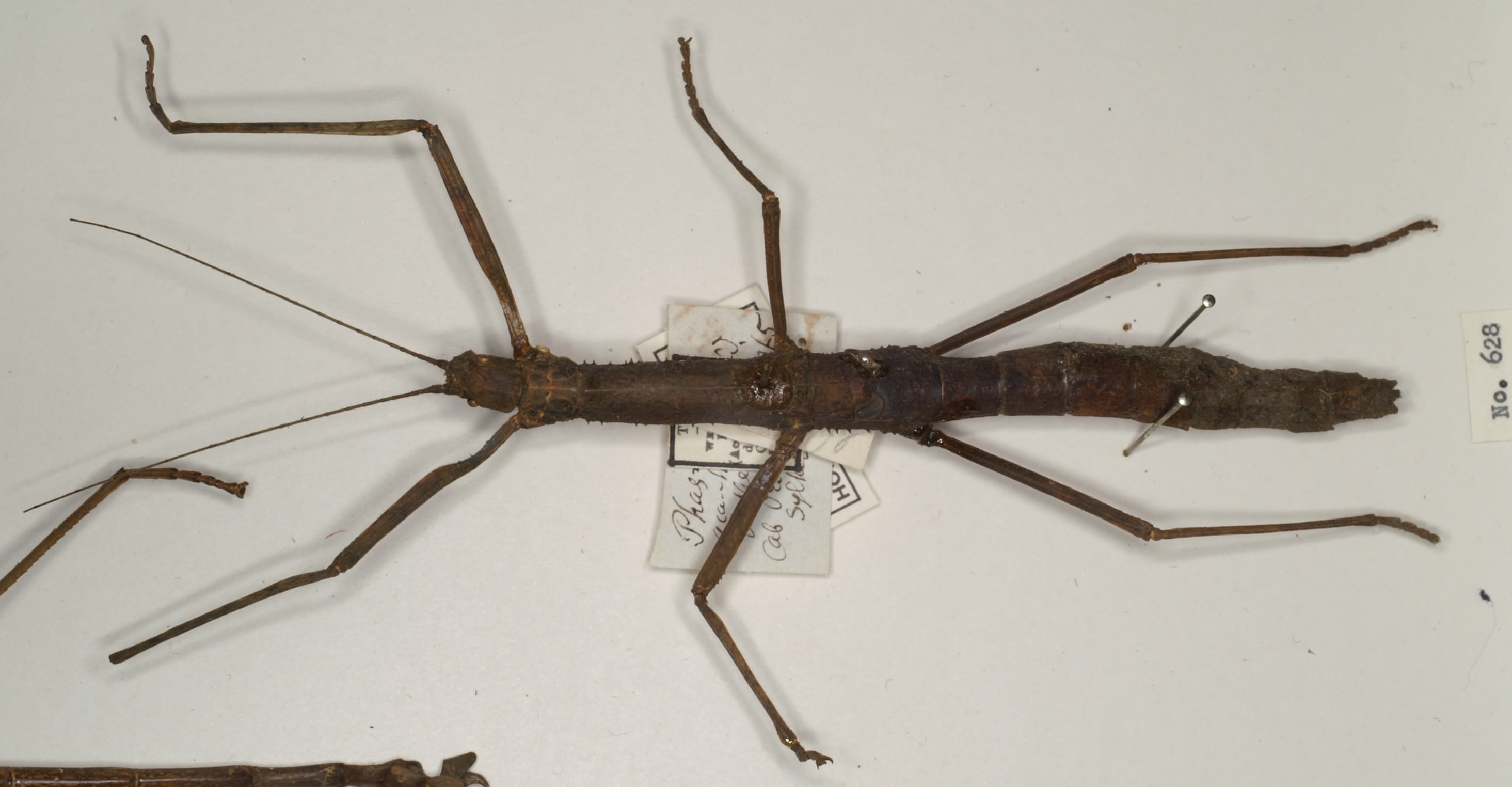 CollectionObject 1560672; e3e29883-1467-4429-bd3a-03a01de2eb54: copyright OUMNH. female (holotype). (CollectionObject).
