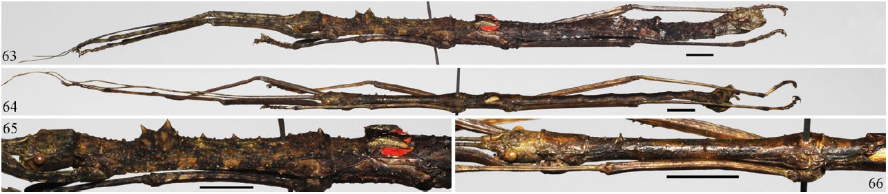 CollectionObject 1590616; fa07f6bb-e8ea-4df4-9f97-43bdaf3796ca: from original publication. female (holotype), male (paratype). (CollectionObject).