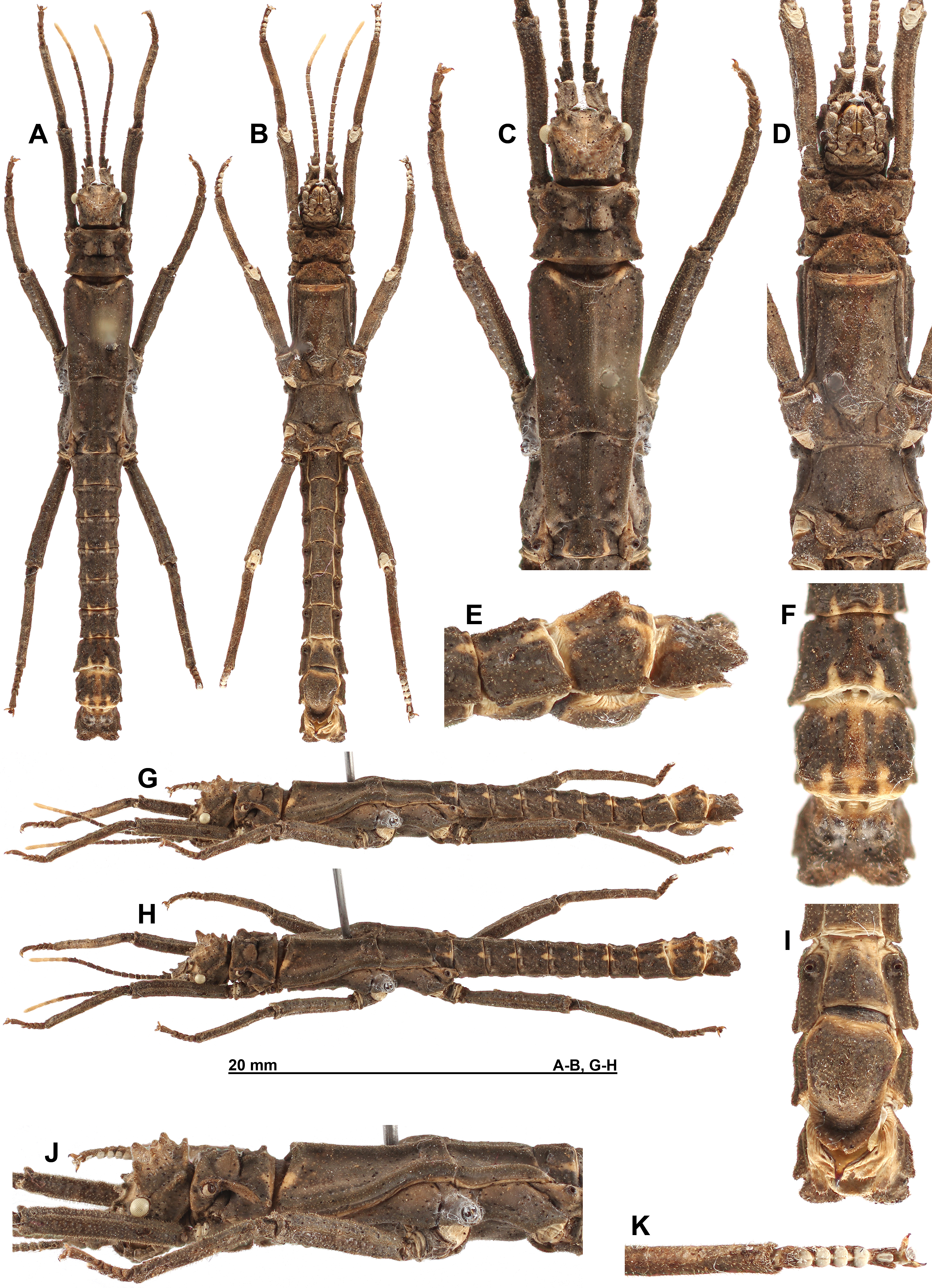 CollectionObject 1590713; RBINS I.G.:33.282 (RBINS), 31f1615c-8668-427a-8f0a-cdd67bbe37a7: copyright RBINS. male (holotype). (CollectionObject).