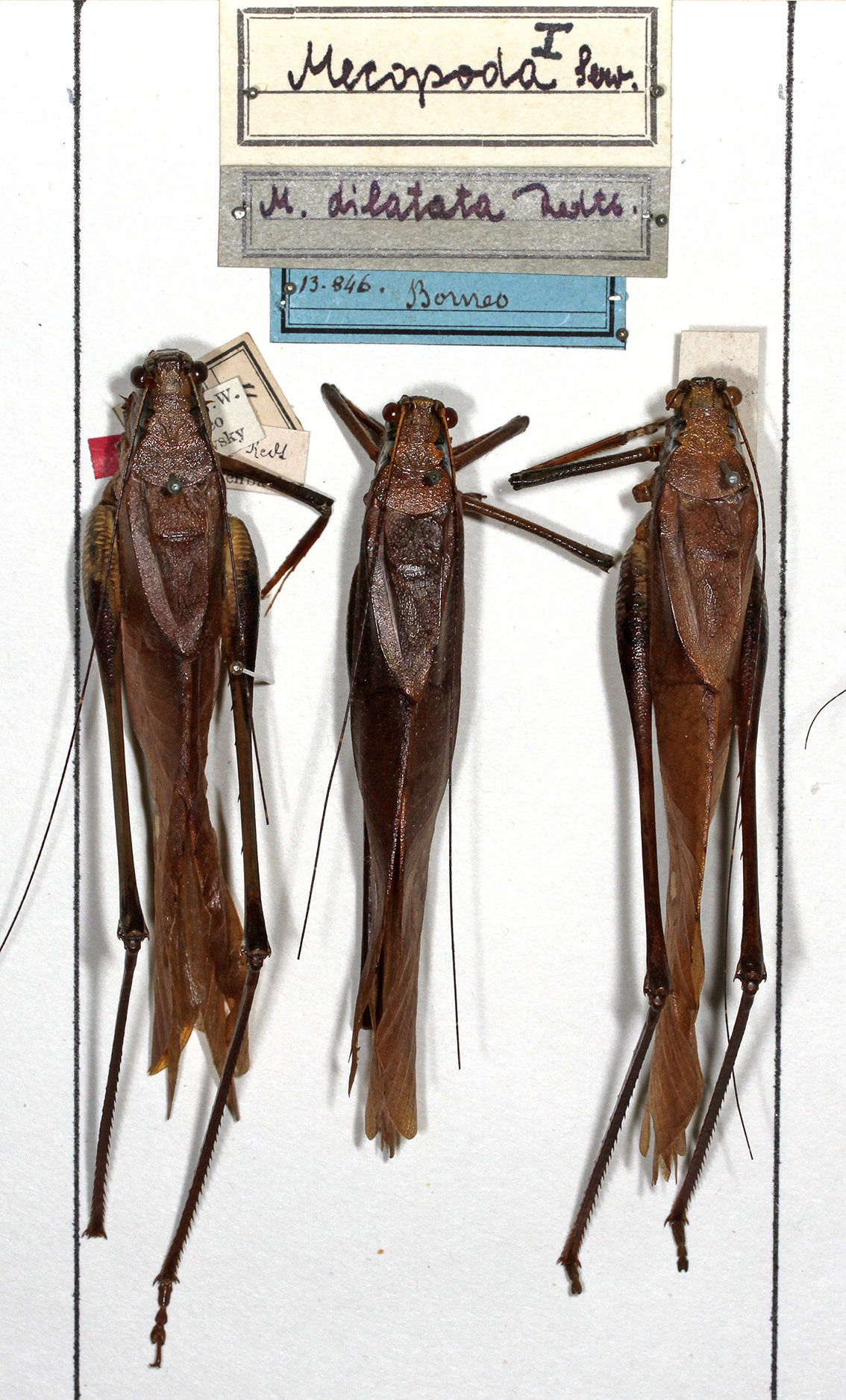 CollectionObject 1531962; 033cce3c-2886-464e-80a6-c388b782ee34: holotype and two additional males. (CollectionObject).
