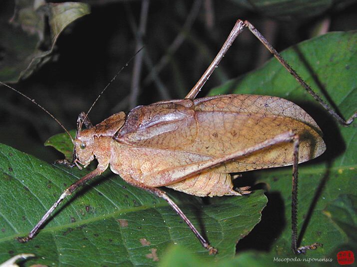 Mecopoda niponensis niponensis (Haan, 1843): male, lateral view. (Otu).