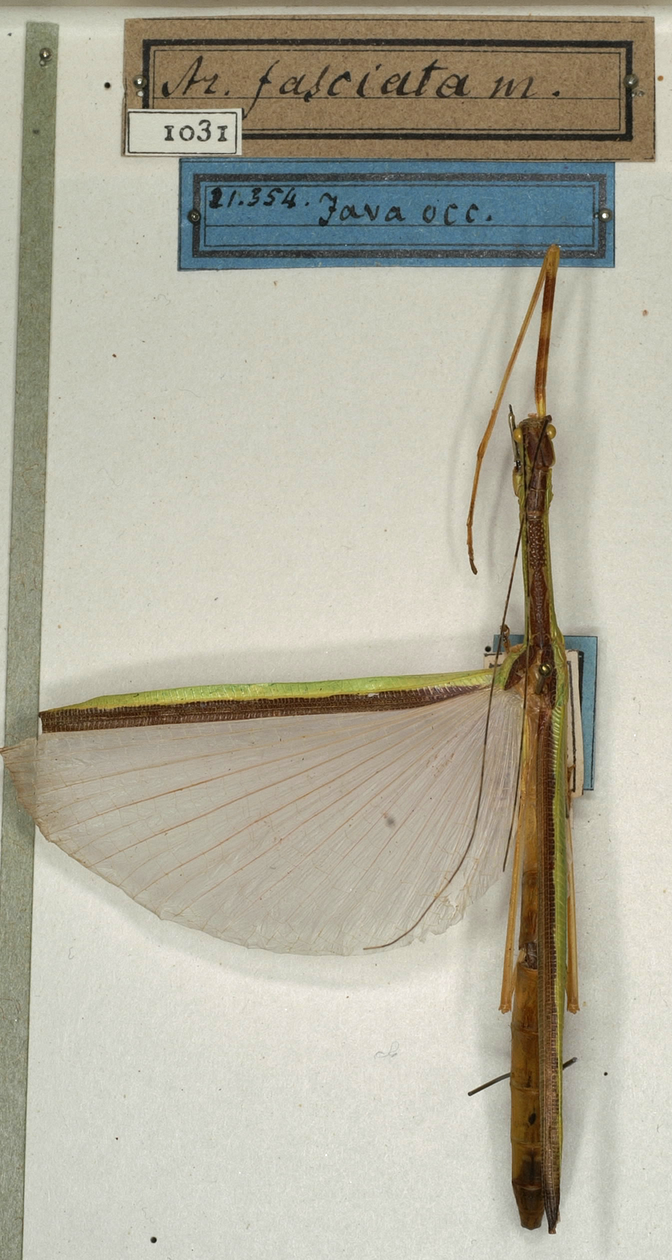 CollectionObject 1560014; NMW 1031, e4036e92-a584-435d-90b3-536c7d44e8fe: copyright NMW, Vienna. female (holotype). (CollectionObject).