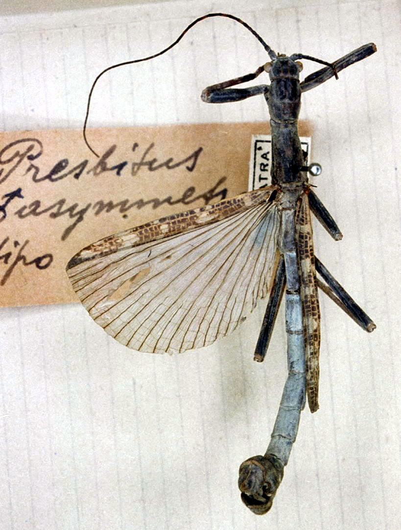 CollectionObject 1559138; 30bbfe7f-1d5f-44a0-a81d-27e62f85c441: copyright MSNG. male (holotype). (CollectionObject).