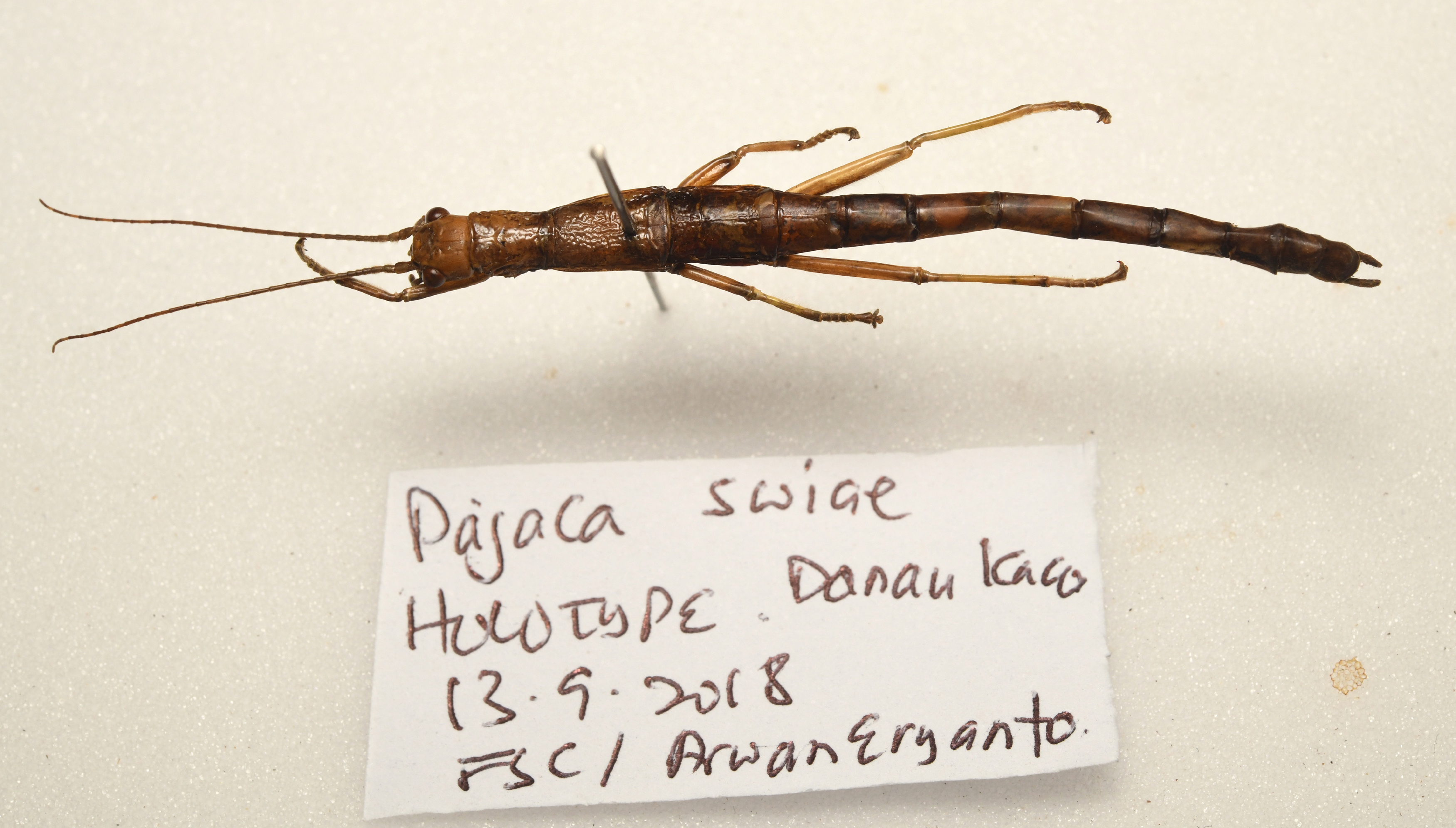 CollectionObject 1591084; 3ff59c76-698e-4660-a4c2-b8ec51718732: copyright MBBJ Bogor. female, dorsal view (holotype). (CollectionObject).