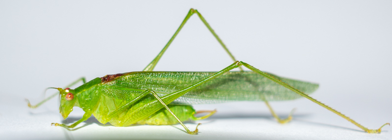 CollectionObject 1592171; 0d7829d6-f36a-4fce-a12f-7b34cd9d5ed5: male, in vivo. (CollectionObject).