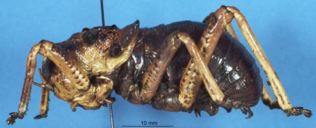 CollectionObject 1506969; 64dfce14-17bb-465a-be08-06b1a7f9dfe9: female, lateral view (holotype of Eugaster spinulosa immaculata). (CollectionObject).