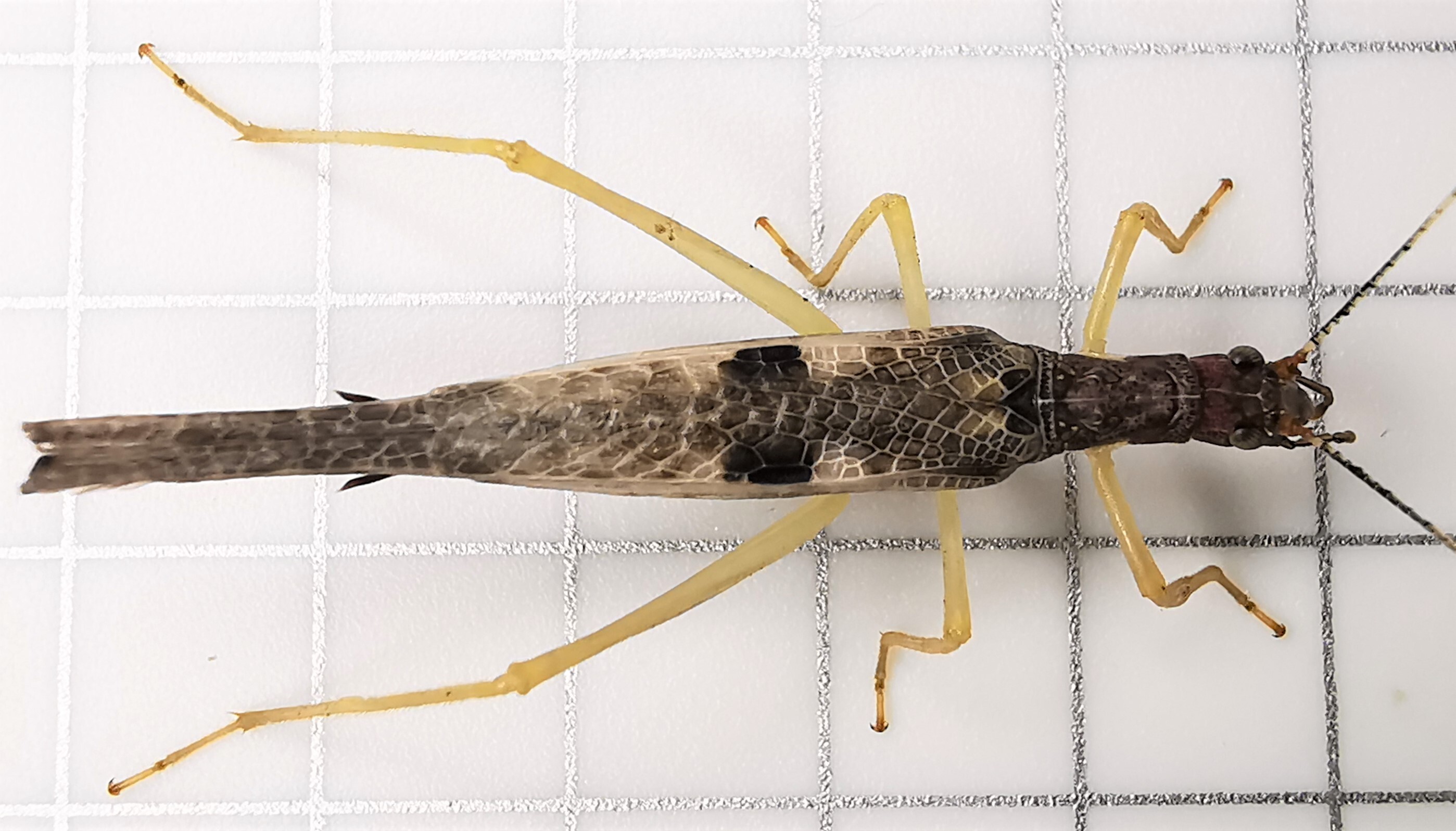 Neoxabea mexicana Collins & Velazco-Macias, 2021: female, dorsal view (October 2020). (Otu).