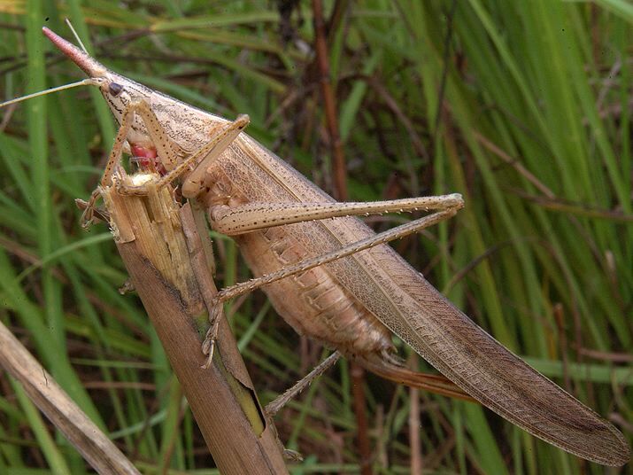 Pseudorhynchus raggeanus Massa, 2021: female, brown form (Guinea, Pic du Fon). (Otu).