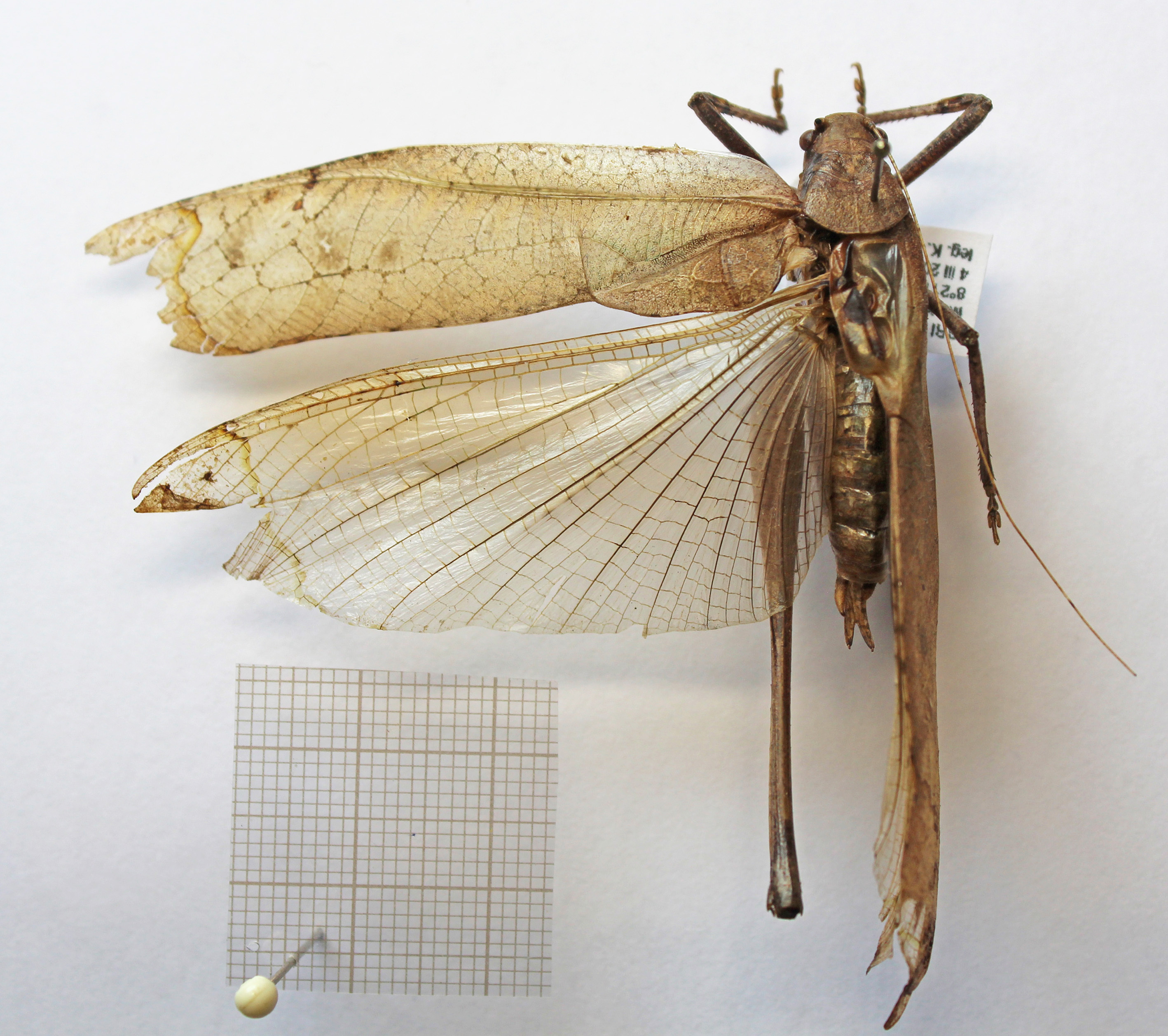 CollectionObject 1593208; 4a09acba-2eb3-4ac6-8fd7-b1b58912cb99, CH7843: male, dorsal view (holotype). (CollectionObject).