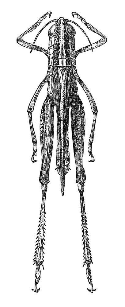 Ramburiella (Ramburiella) hispanica hispanica (Rambur, 1838): Fig. 447. female, dorsal view. (Otu).