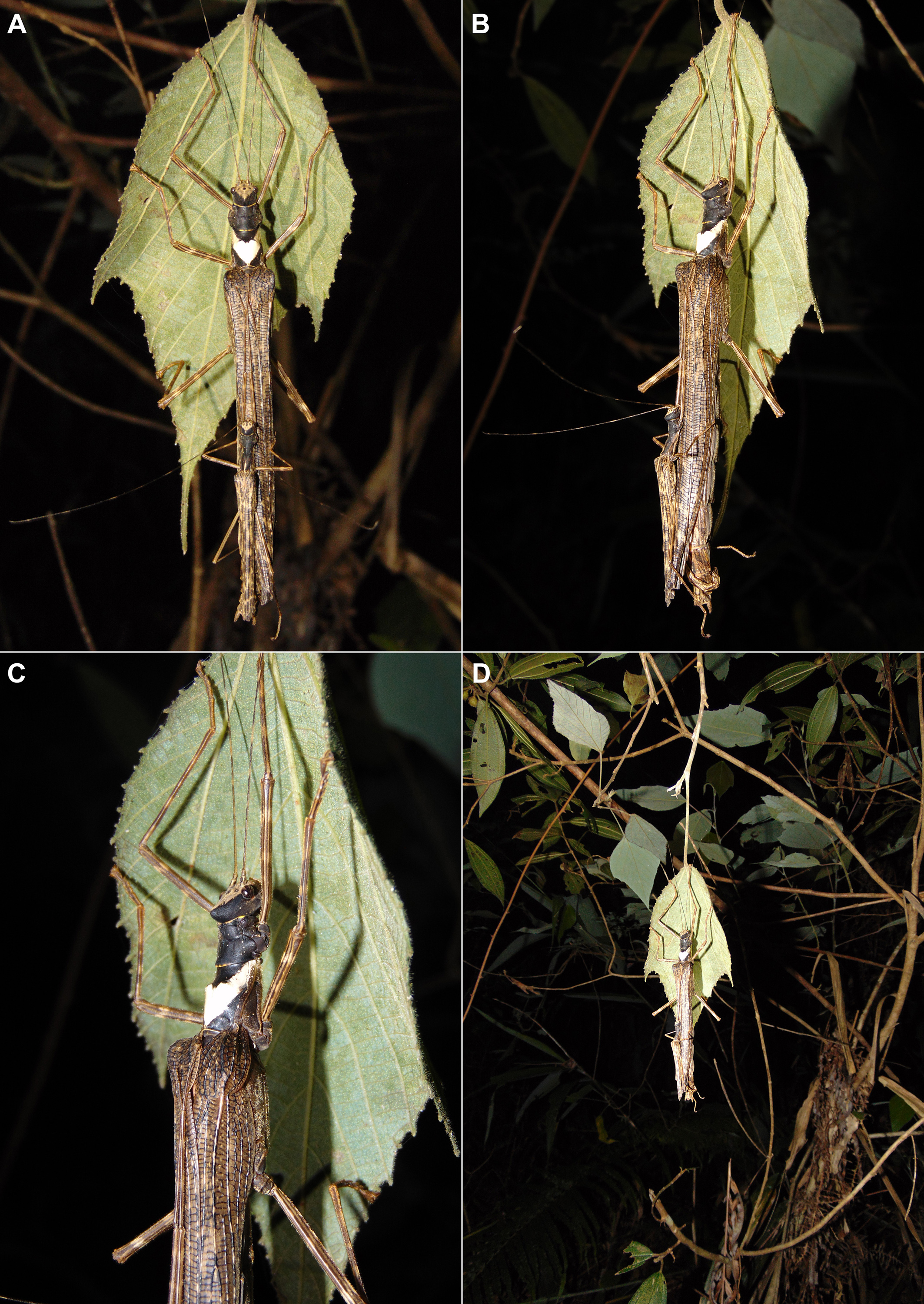 Trachythorax albomaculatus Bresseel & Constant, 2021: copyright Jérôme Constant. mating pair in Nature, Kon Chu Rang 19 July2018. (Otu).