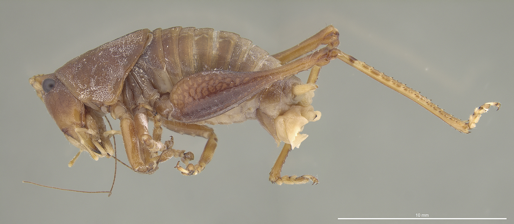 CollectionObject 1593805; 62a4fc62-32c1-4e7c-8581-18365889e3a7: male, lateral view (holotype). (CollectionObject).