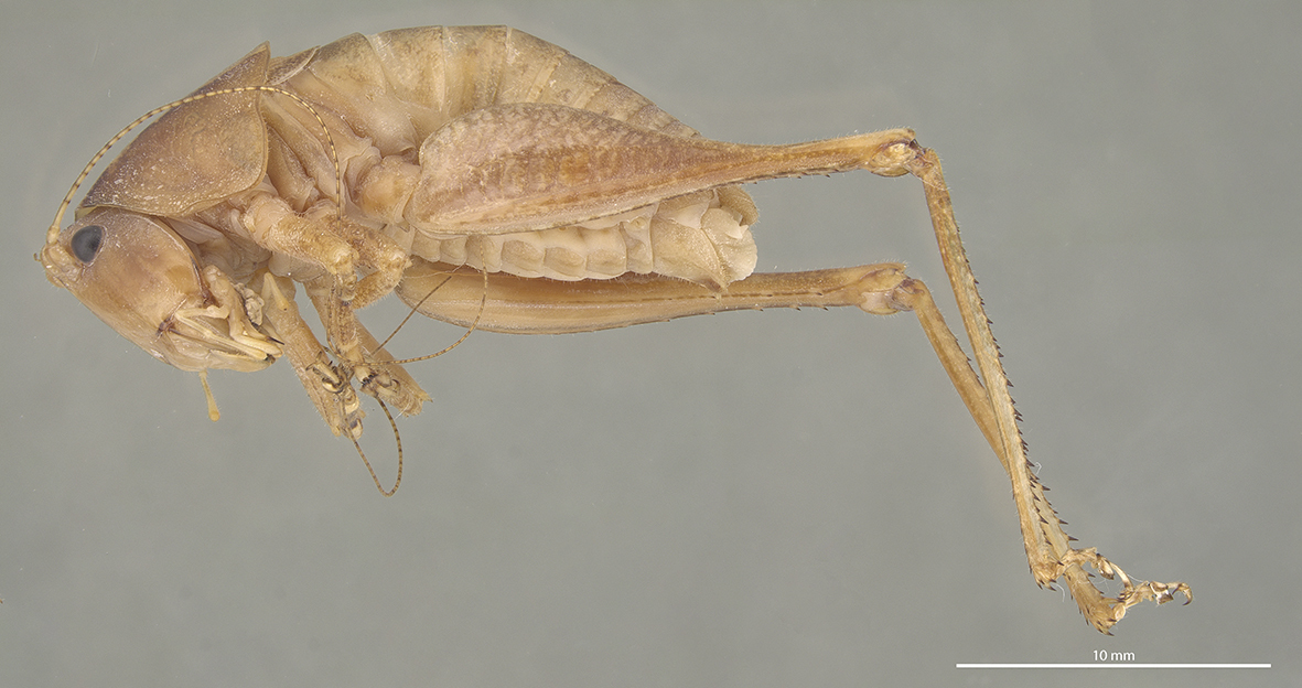 CollectionObject 1593807; a9000780-c3c0-4d1a-9895-19e4246dfe18: Male, lateral view (holotype). (CollectionObject).