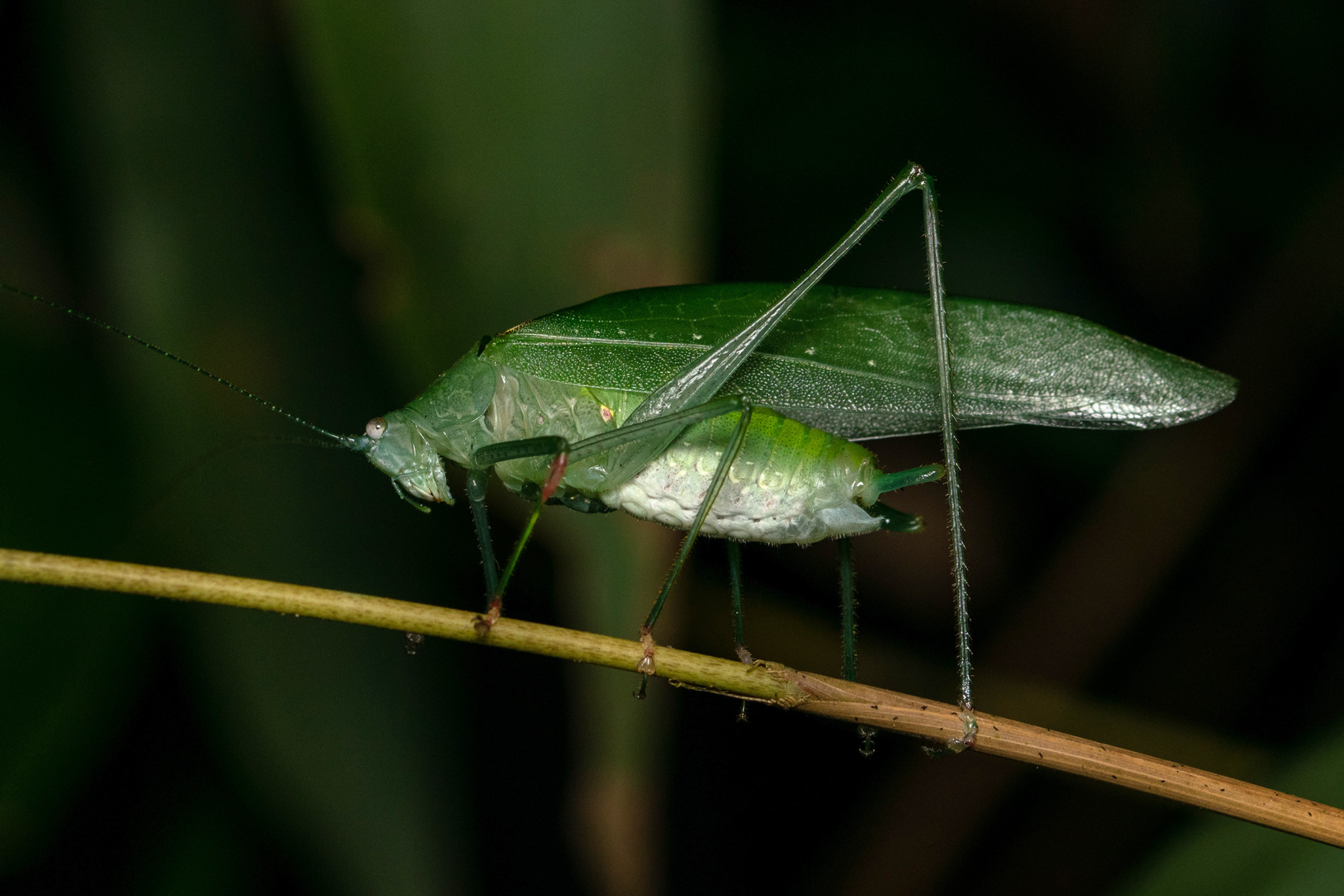 CollectionObject 1595649; 4e59815c-bb14-475e-ad9e-cb9bfa023fdd: male. (CollectionObject).