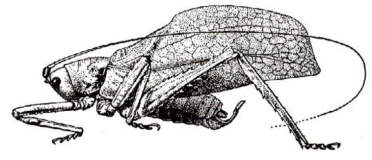 Hemigyrus (Tomomima) spinosus spinosus (Bey-Bienko, 1955): Fig. 83. male habitus (tegmen length 31 mm). (Otu).