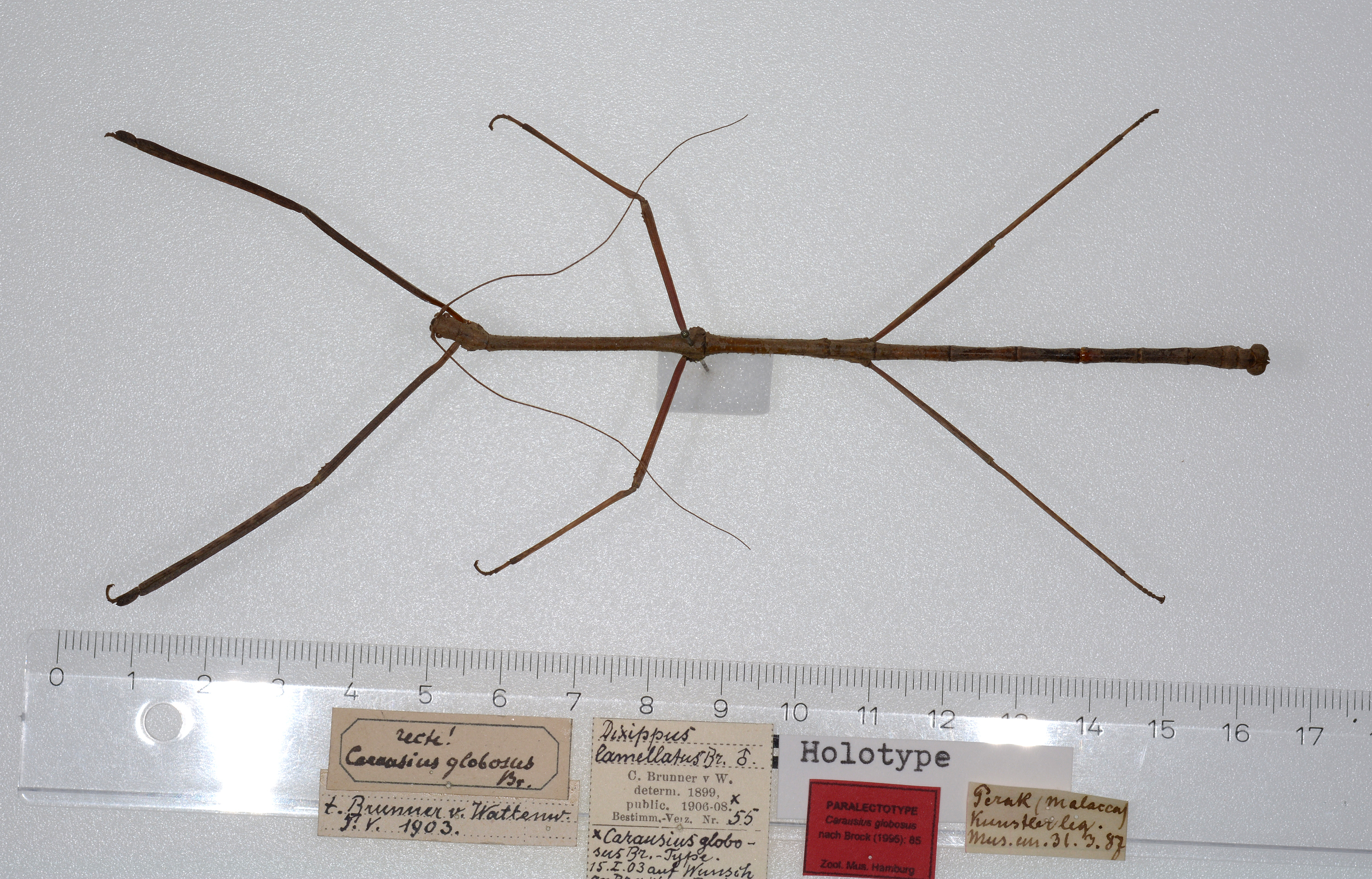 CollectionObject 1595820; eb3e18de-8f31-4289-aa87-284b181c714f: copyright ZMUH, Hamburg. male, dorsal view (holotype). (CollectionObject).