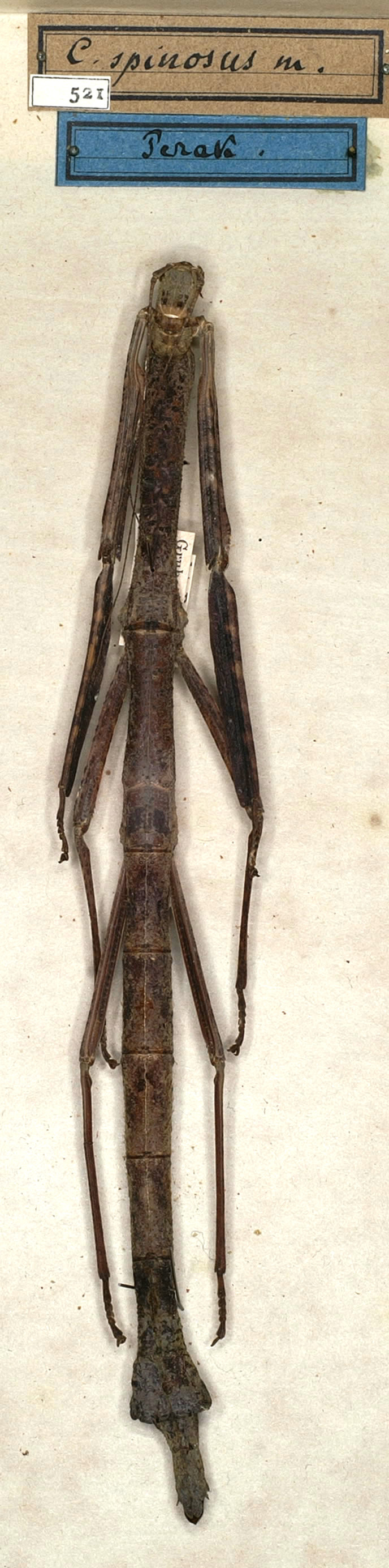 CollectionObject 1557745; NMW 521, 3d611a37-6baf-4116-8a4c-398a8d54b3c9: copyright NMW, Vienna. female of Carausius spinosus (holotype). (CollectionObject).