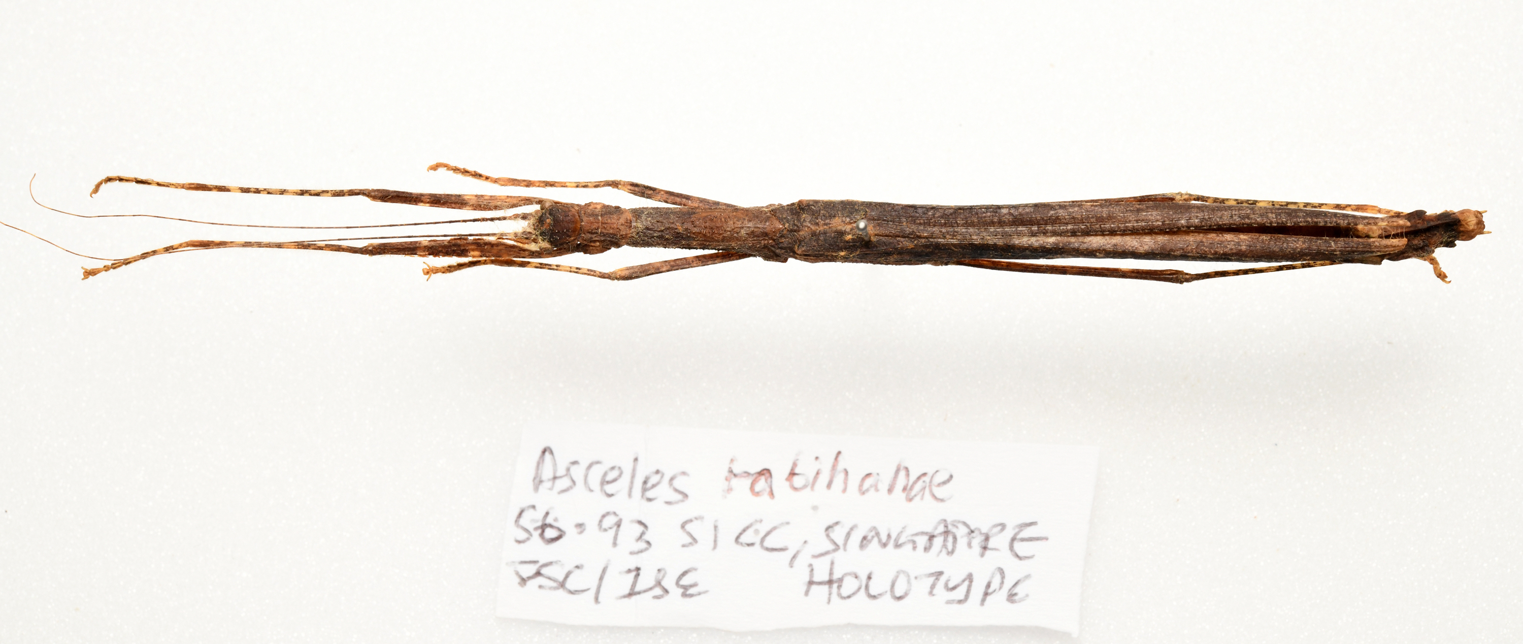 CollectionObject 1595836; f8ad1ff1-bb43-4fe3-83ba-5142166ccc43: copyright LKCNH Singapore. female, dorsal view (holotype). (CollectionObject).