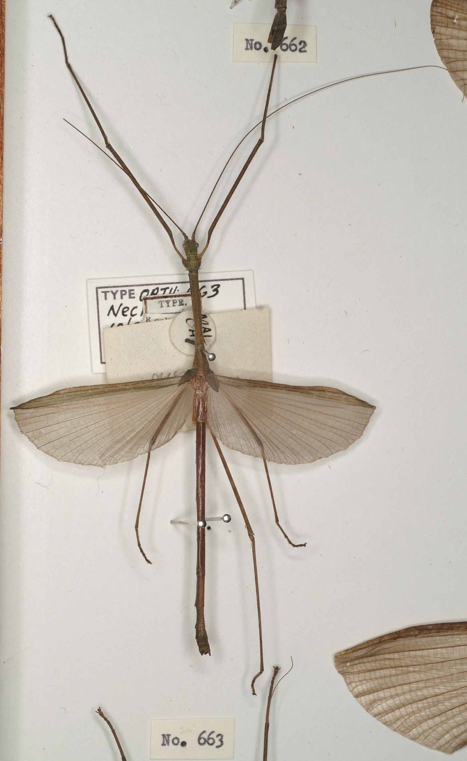 CollectionObject 1559545; daab65d1-a490-4925-9187-c093a27b59df: copyright OUMNH. male of Necroscia iolas (holotype). (CollectionObject).