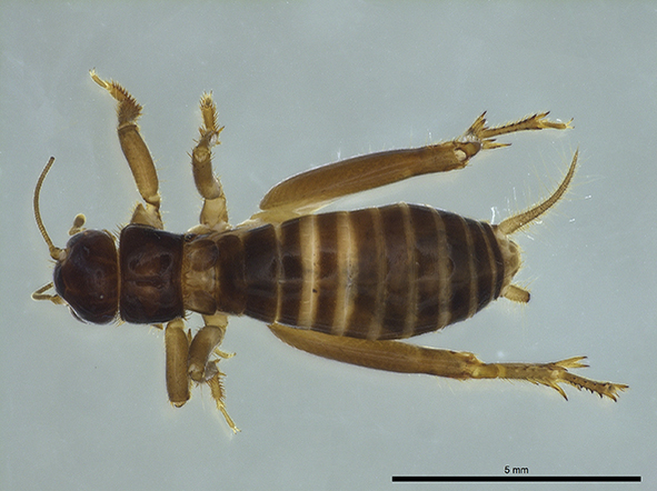 CollectionObject 1596308; 32675268-3bc8-4fda-ad81-bed38fc2442e: male, dorsal view (holotype). (CollectionObject).