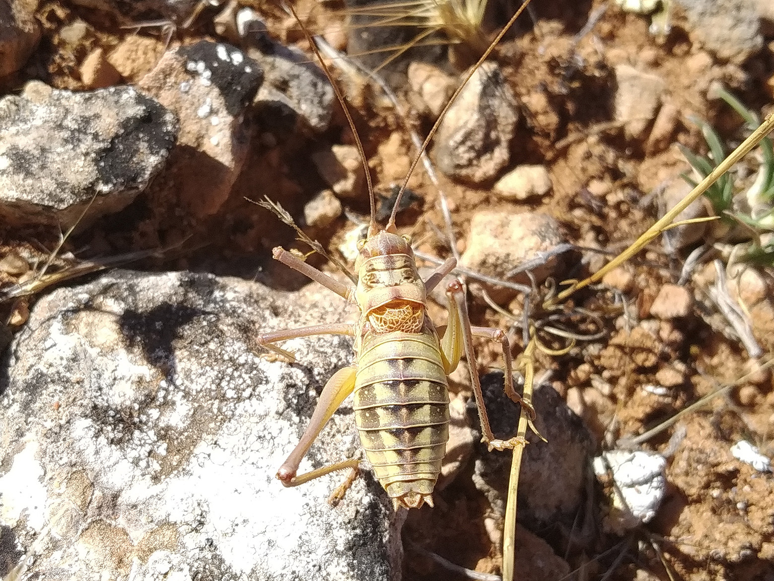 Ephippigerida (Parisia) barati Domenech-Fernández, 2022: male (Albacete, El Bonillo). (Otu).