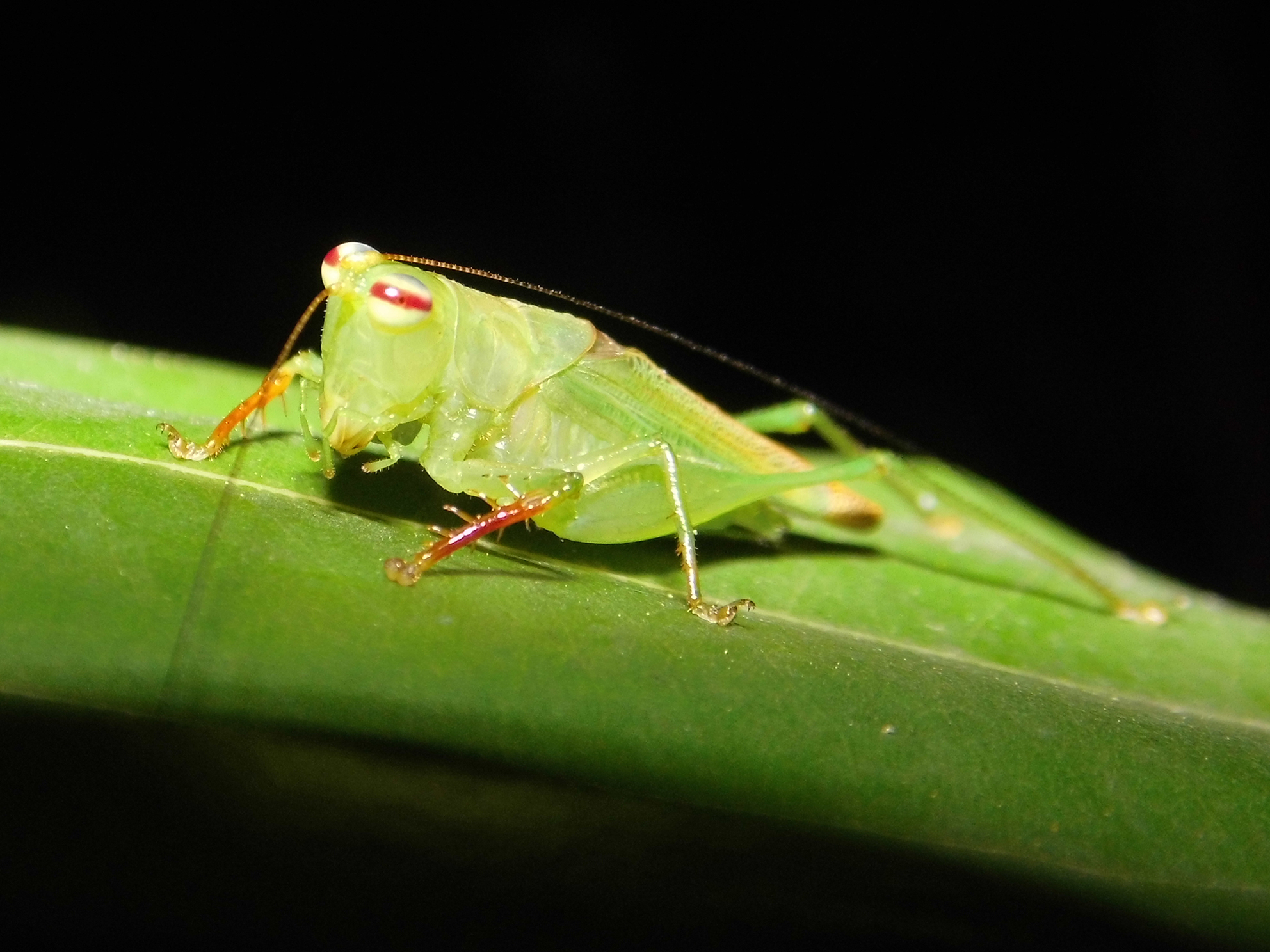 Cephalophlugis gaucho Tavares, Acosta & Timm, 2022: male. (Otu).