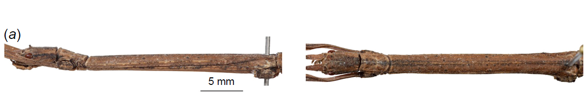 CollectionObject 1597507; 929d8ad4-dff0-4155-a1ff-a9950f8a1205, QIMR T250904: copyright QM. female: head & thorax, lateral & dorsal views (holotype). (CollectionObject).