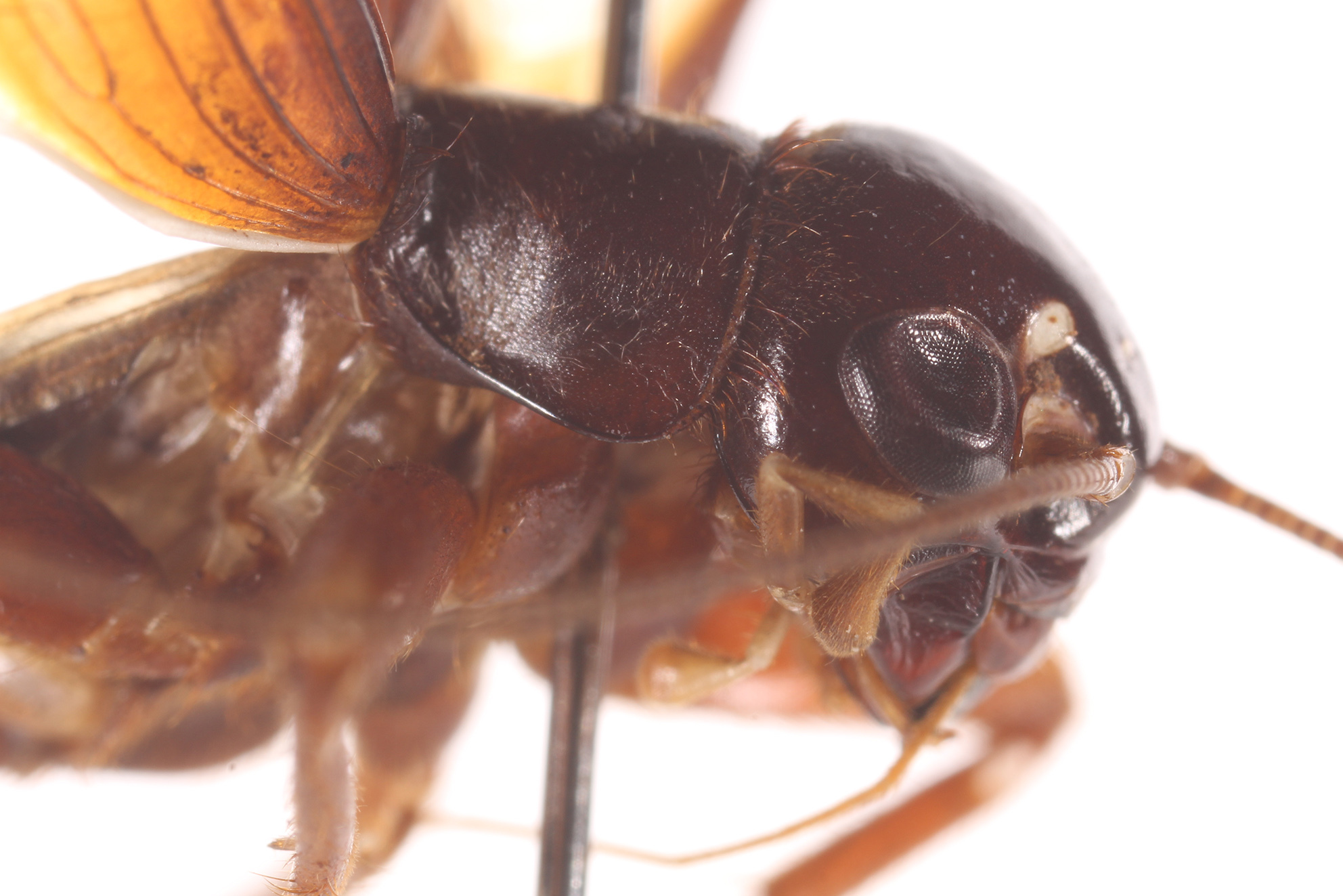 CollectionObject 1597666; dd0e74d0-62b6-4a6a-aa26-018f6260f781: male, head and pronotum, lateral view (holotype). (CollectionObject).