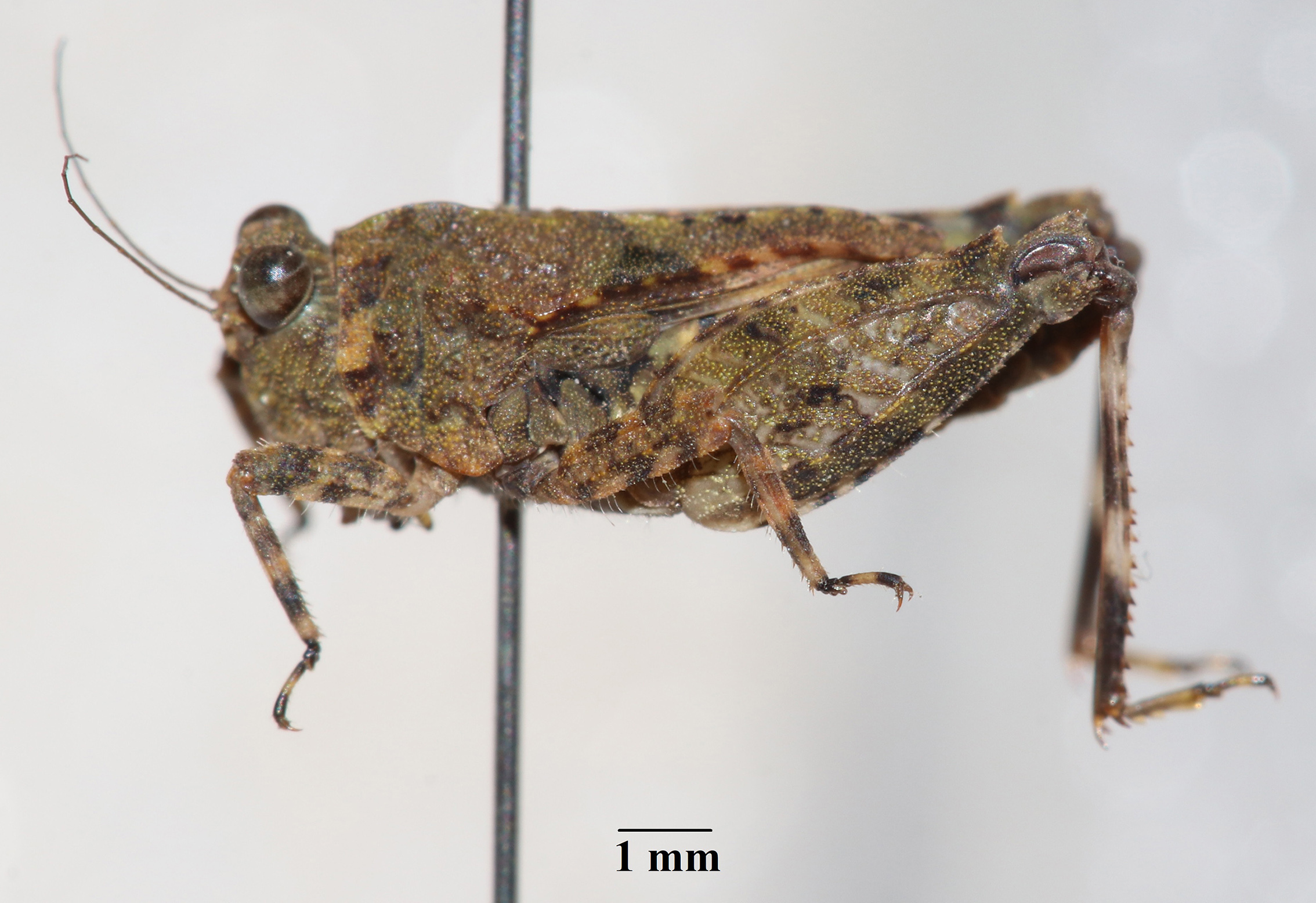 CollectionObject 1597730; a9fd3f33-b0f4-4620-89b5-02d7de0bb36e: female, lateral view (holotype). (CollectionObject).