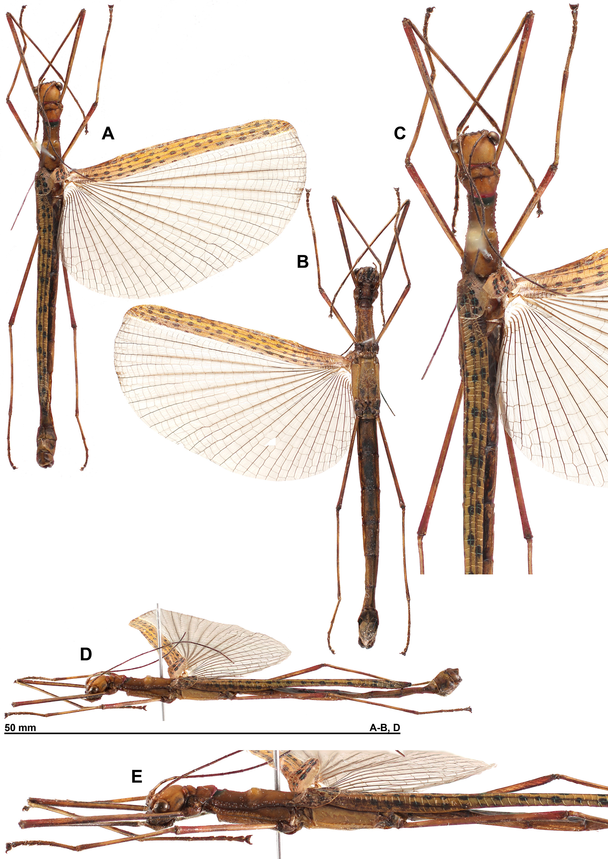 CollectionObject 1598032; 4a4960ca-3f20-4cc9-b95e-91b992c5bbce: copyright THNHM. male (holotype). (CollectionObject).