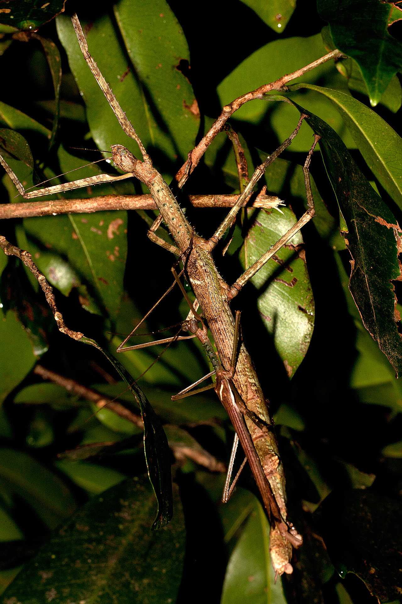 Acrophylla cookorum Brock & Coupland, 2022: copyright Ross Coupland. mating pair, Qld, Springbrook, Purling Brook area, 3 February 2018. (Otu).