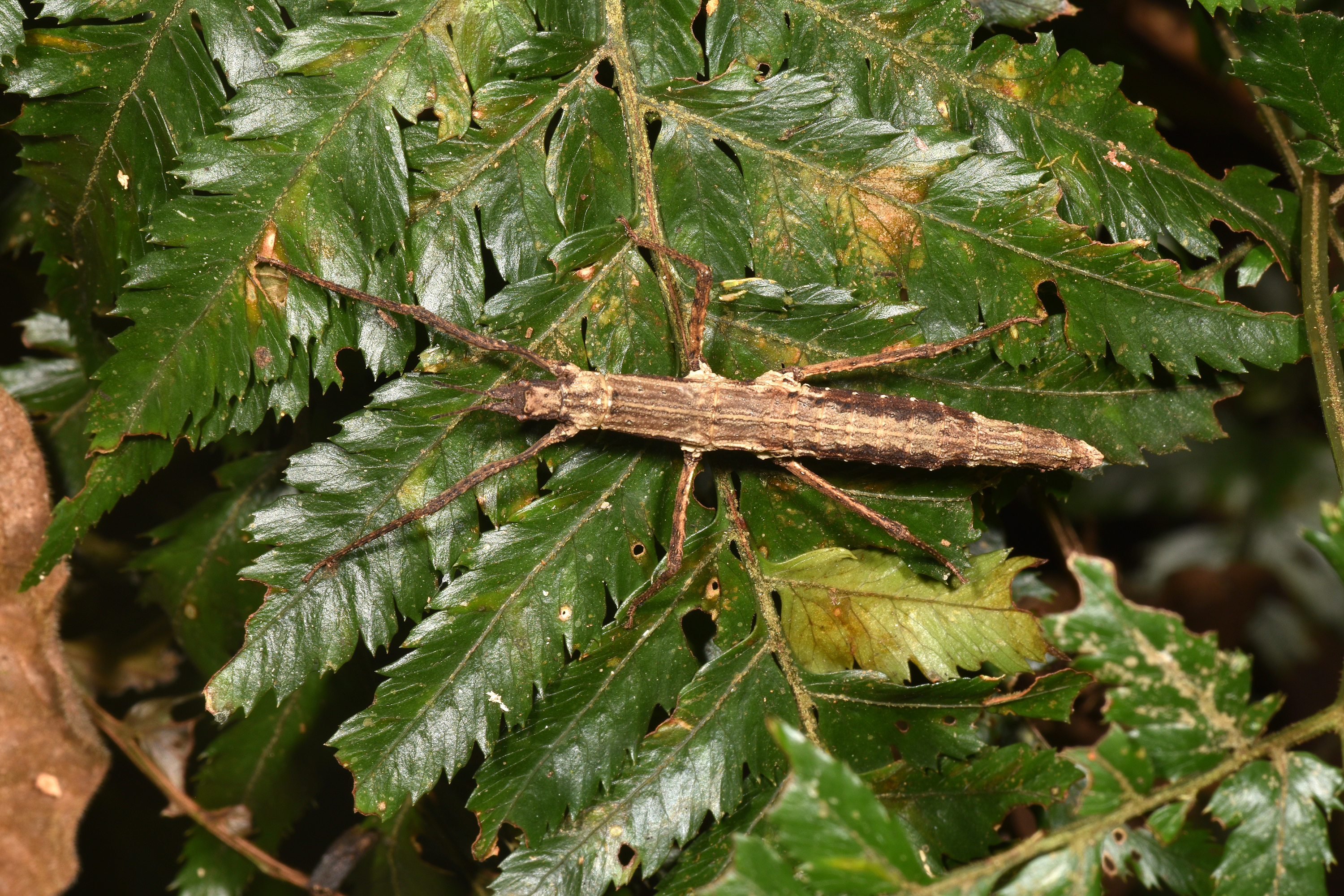 Pachymorpha springbrookensis Brock & Coupland, 2022: copyright Paul D. Brock. female in nature, NSW, Mt Warning, 15 February 2017. (Otu).