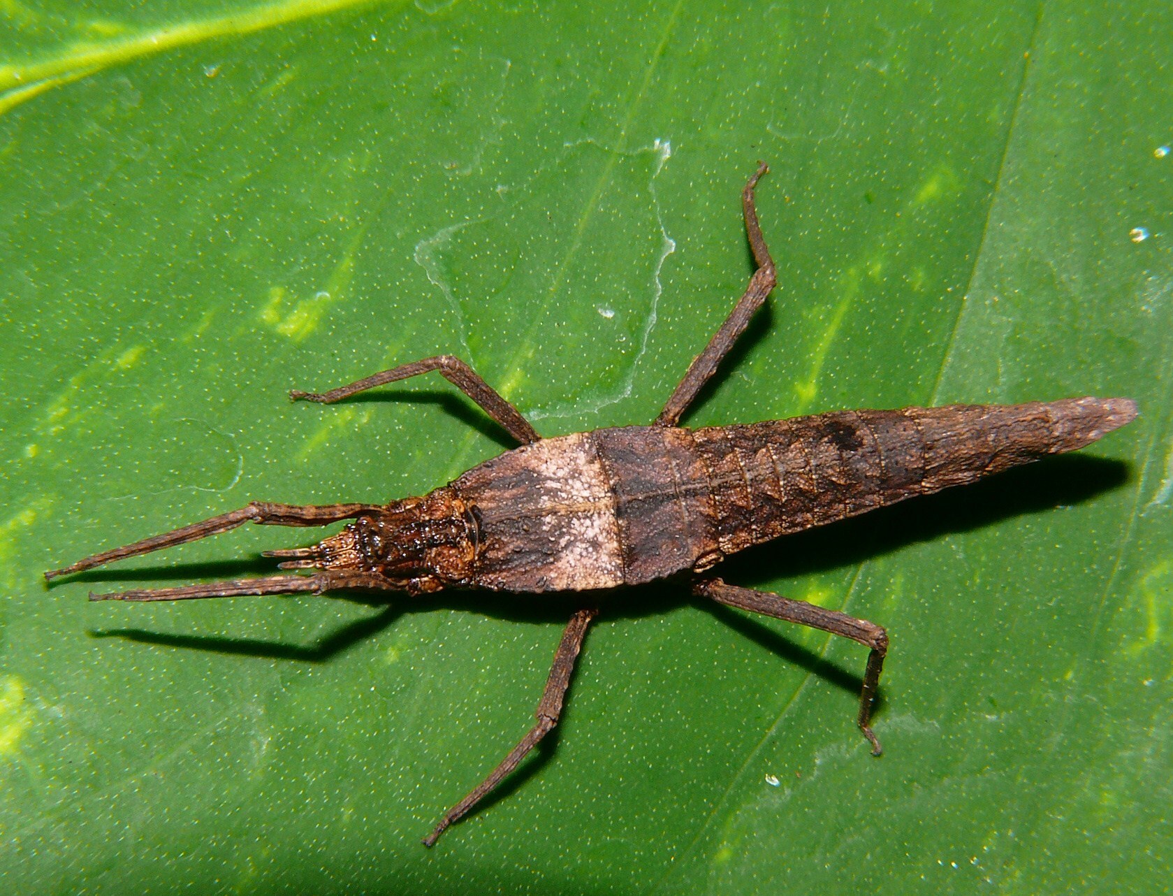 Pachymorpha pearsoni Brock, 2022: copyright Steve & Alison Pearson. female, Mandalay rainforest, 4 July 2009 dorsal view. (Otu).