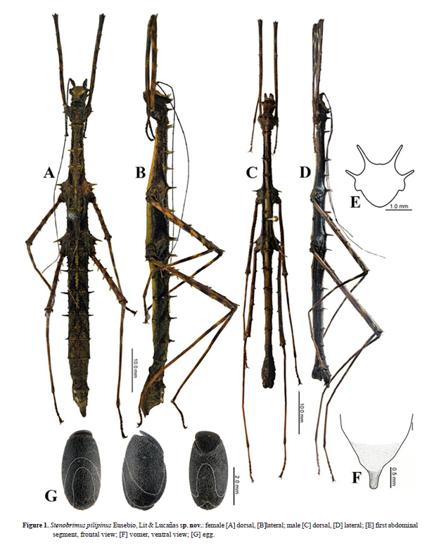 CollectionObject 1599457; UPLB PHA00656, 31cd86fe-ad30-4c7a-b6fe-d07dddfaca6d: copyright UPLB; from original publication. female (holotype), male (paratype) and eggs. (CollectionObject).