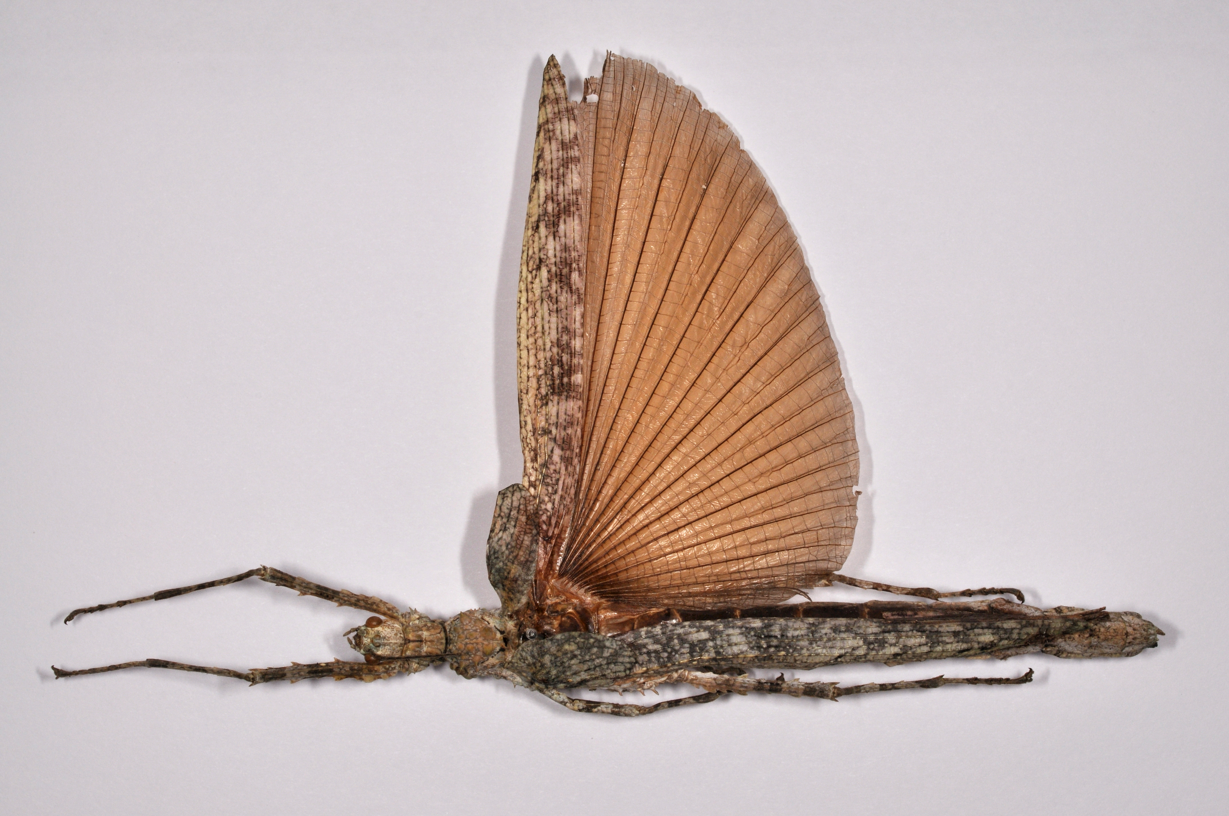 CollectionObject 1599501; 2a1742fd-e9c6-48e2-ad5c-7944ac84615a: copyright MNHU. female, dorsal view (holotype). (CollectionObject).