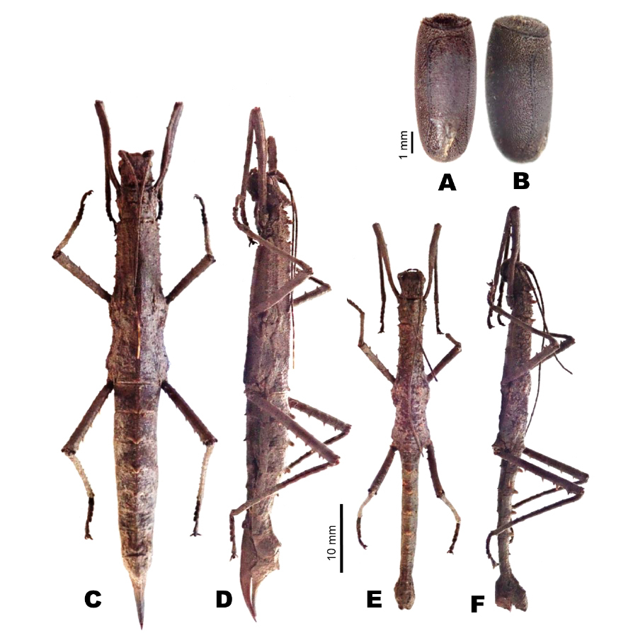 CollectionObject 1600086; c95872e4-887e-4b92-837e-12c48f59d359: copyright CMZ; from original publication. female (holotype), male (paratype), eggs. (CollectionObject).