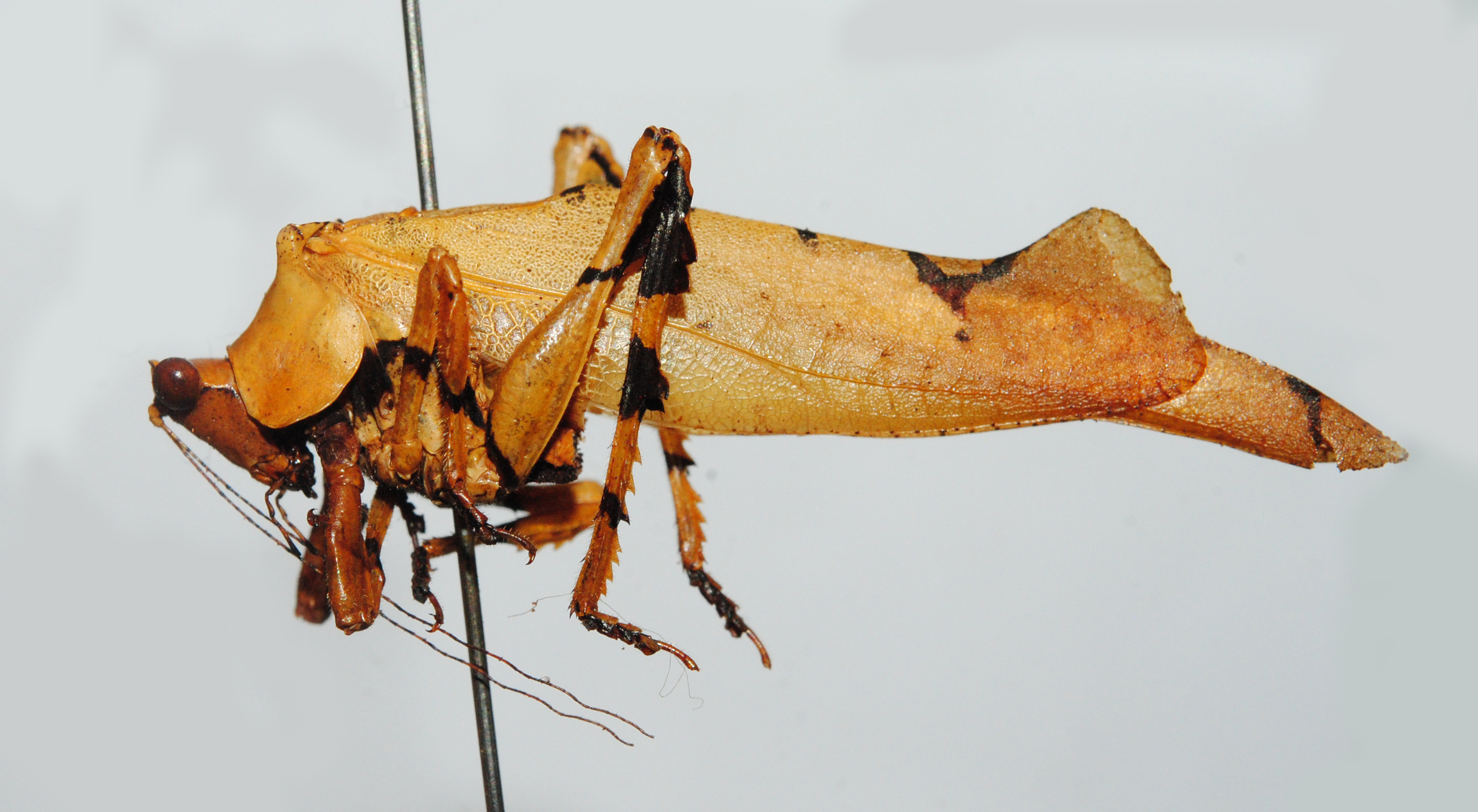CollectionObject 1537283; 4fac0728-5d63-4cac-87c9-1b666f95415e: male, lateral view (holotype). (CollectionObject).