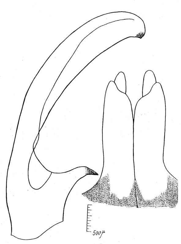 Lichenomorphus pirani pirani (Costa Lima & Guitton, 1961): Pl. 7, Figs. 1, 2. male cercus and subgenital plate. (Otu).