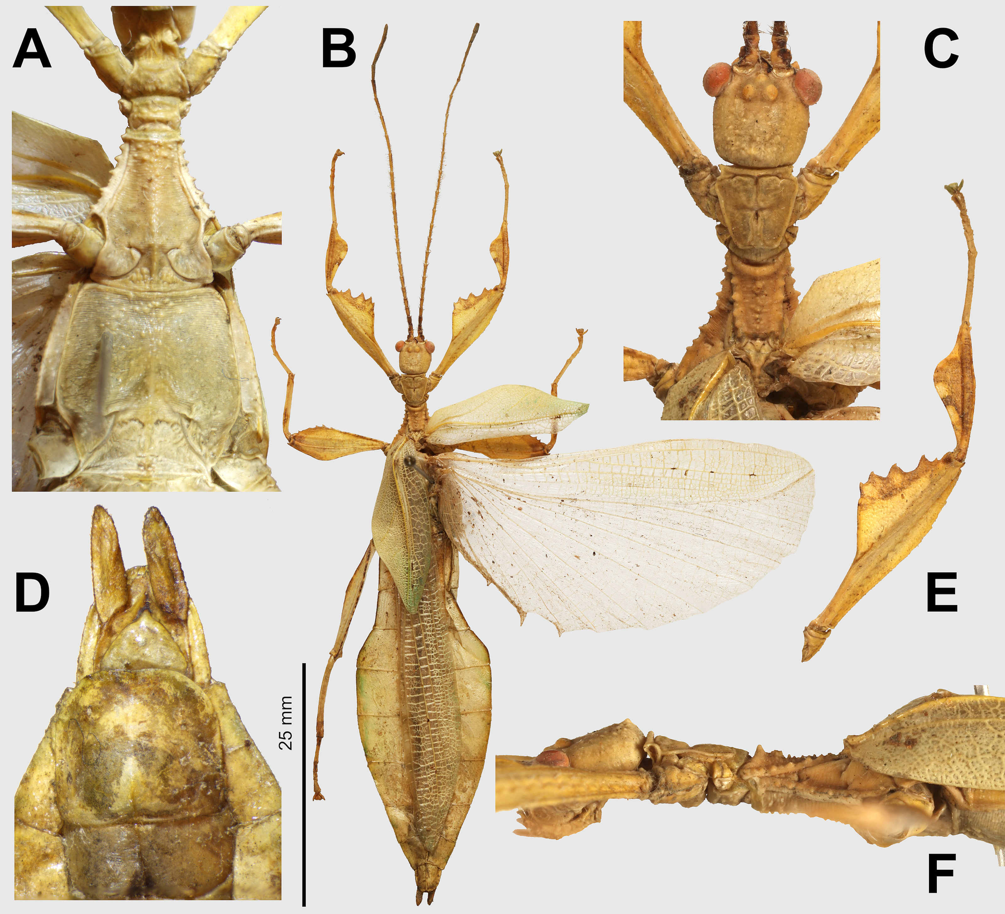 Phyllium samarense Cumming, Le Tirant, Linde, Solan, Foley, Eulin, Lavado, Whiting, Bradler & Bank, 2023: copyright R. Cumming (private coll.). male (paratype). (Otu).