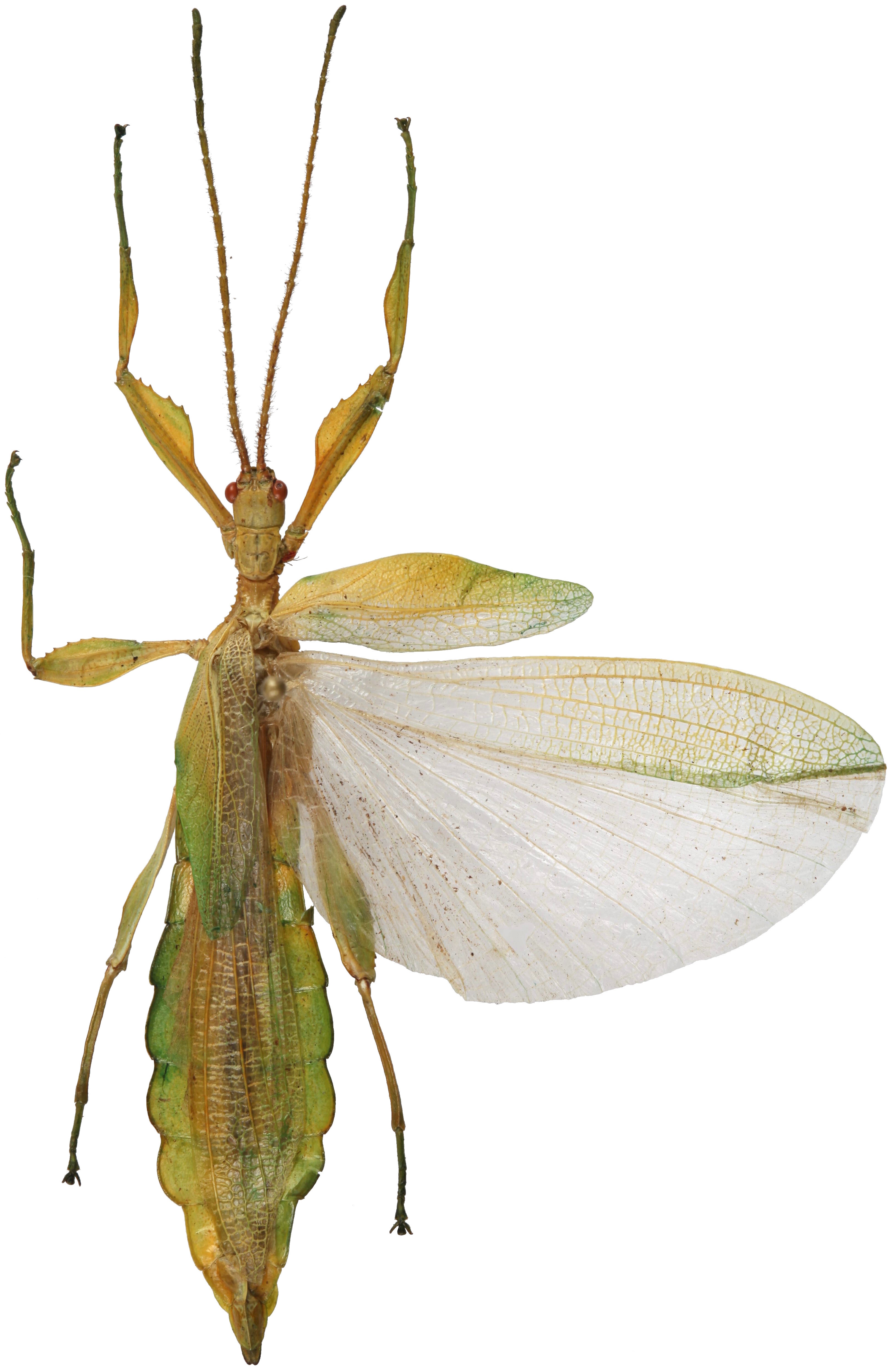 CollectionObject 1600469; d649cfa6-a03e-4c8c-8f06-7d8df43db4db: copyright IMQC Canada. male, dorsal view (holotype). (CollectionObject).