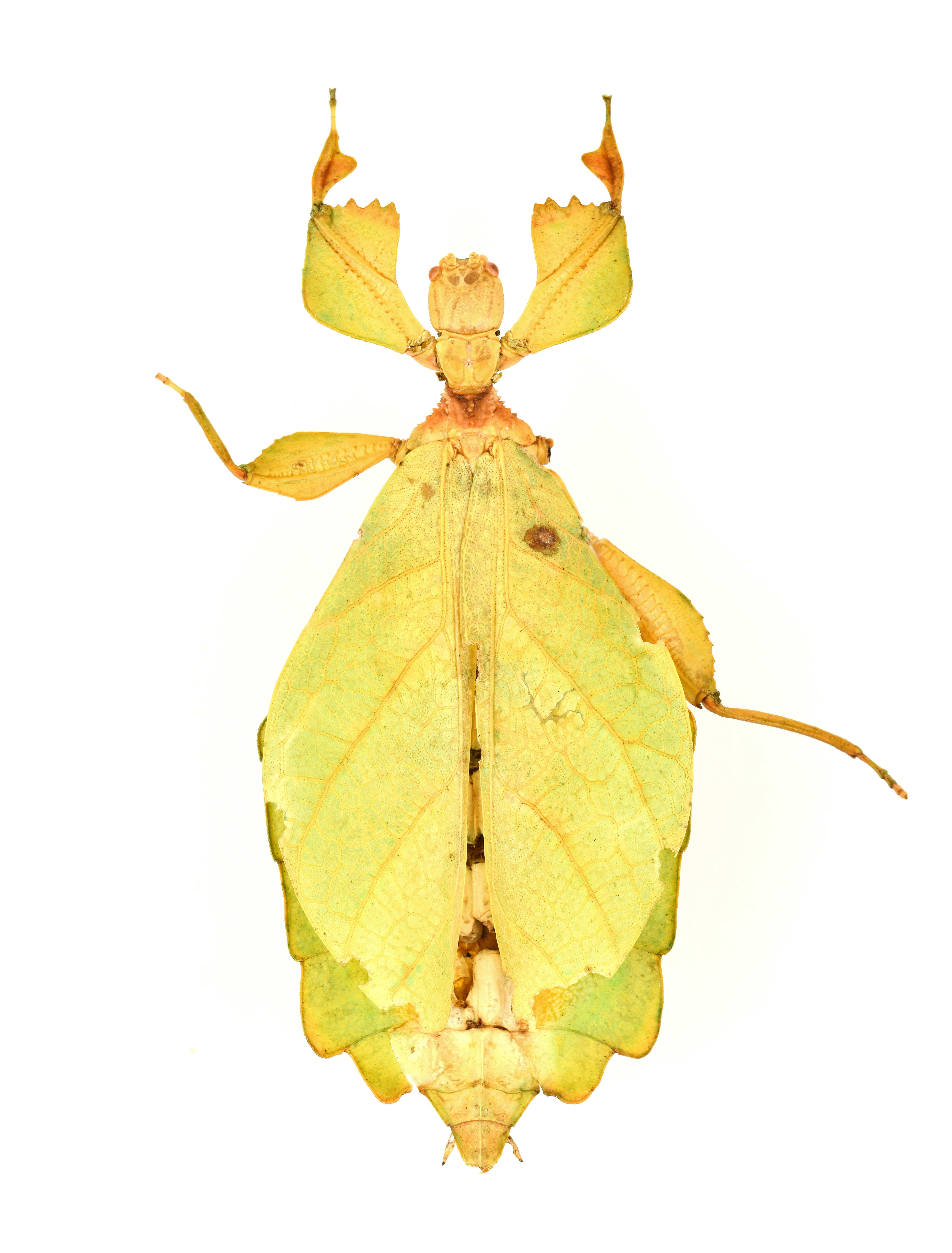 CollectionObject 1600470; 9f55df37-e4e8-4c00-b329-6f3cafe44b28: copyright IMQC, Rene Limoges. female, dorsal view (holotype). (CollectionObject).