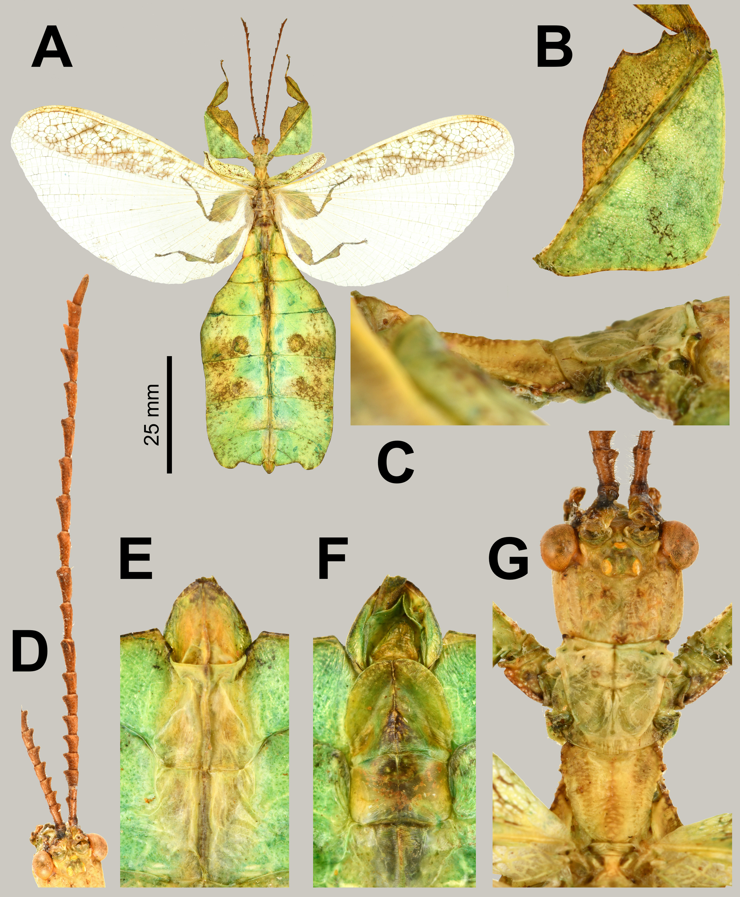 Phasmida Species File - Pulchriphyllium bhaskarai Cumming, Le Tirant,  Linde, Solan, Foley, Eulin, Lavado, Whiting, Bradler & Bank, 2023