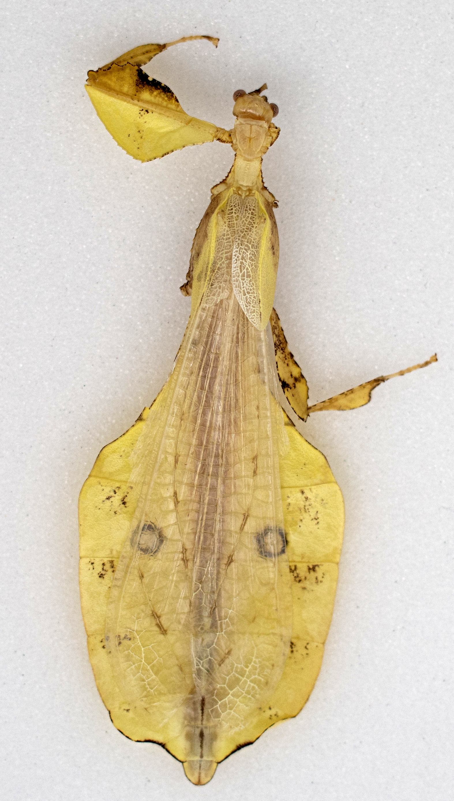 CollectionObject 1600473; 745f8466-e4fa-41d6-af25-e766b205fcf4: copyright BYU. male, dorsal view (holotype). (CollectionObject).