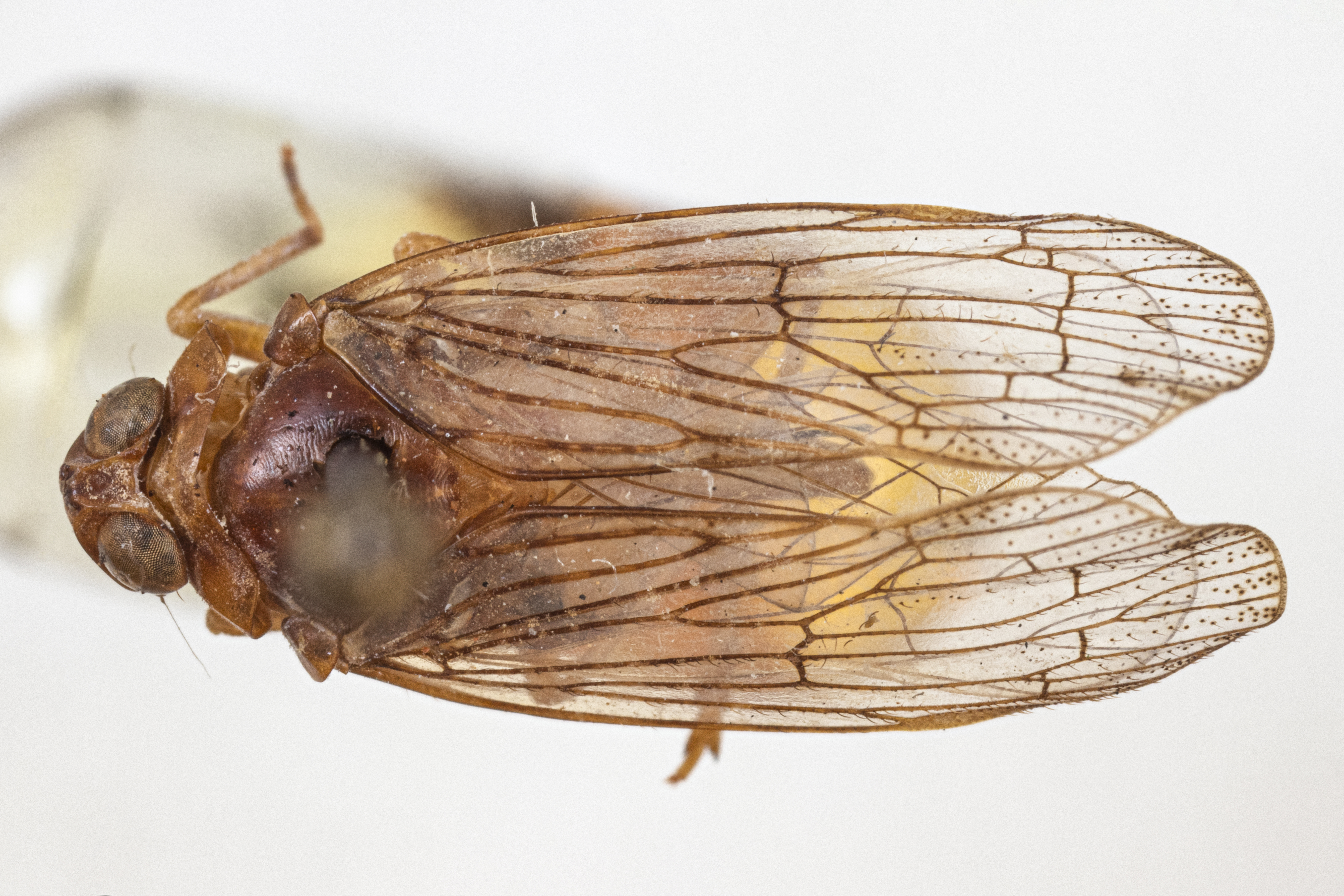 Habitus, dorsal view: (Observation).