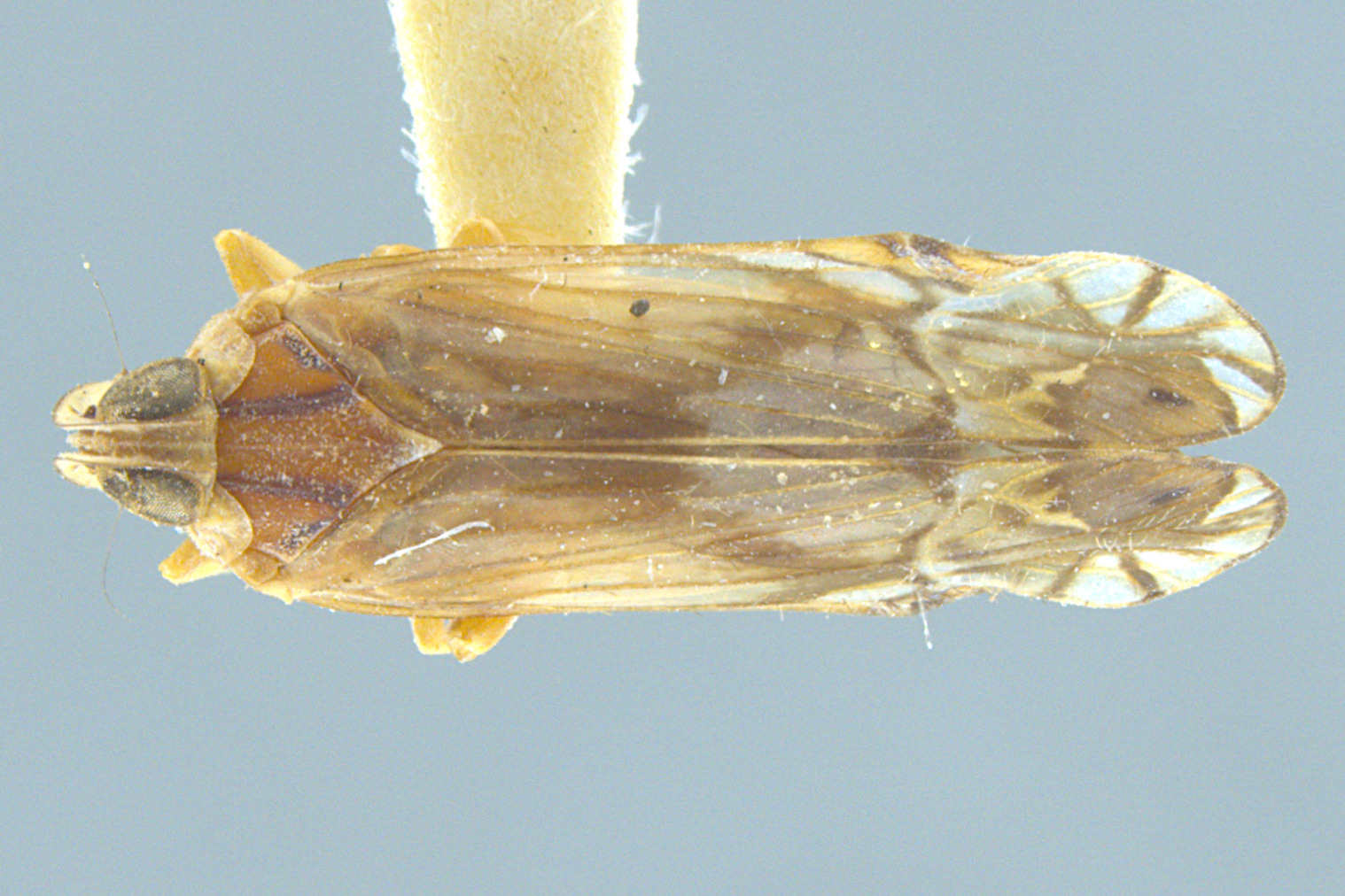 Habitus, dorsal view: Nymphocixia unipunctata Van Duzee, 1923. (Observation).